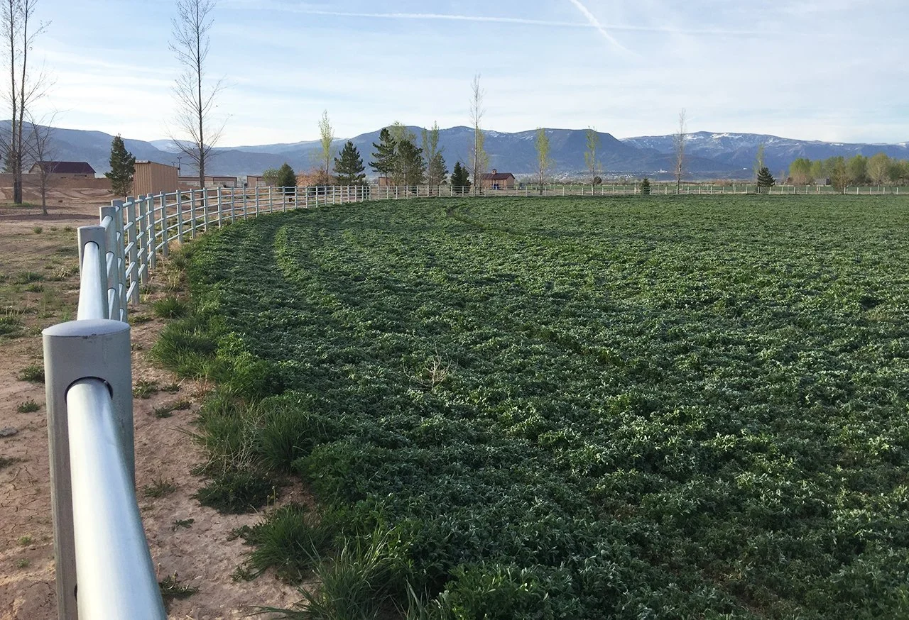 ESTATE FENCING K 875.jpg
