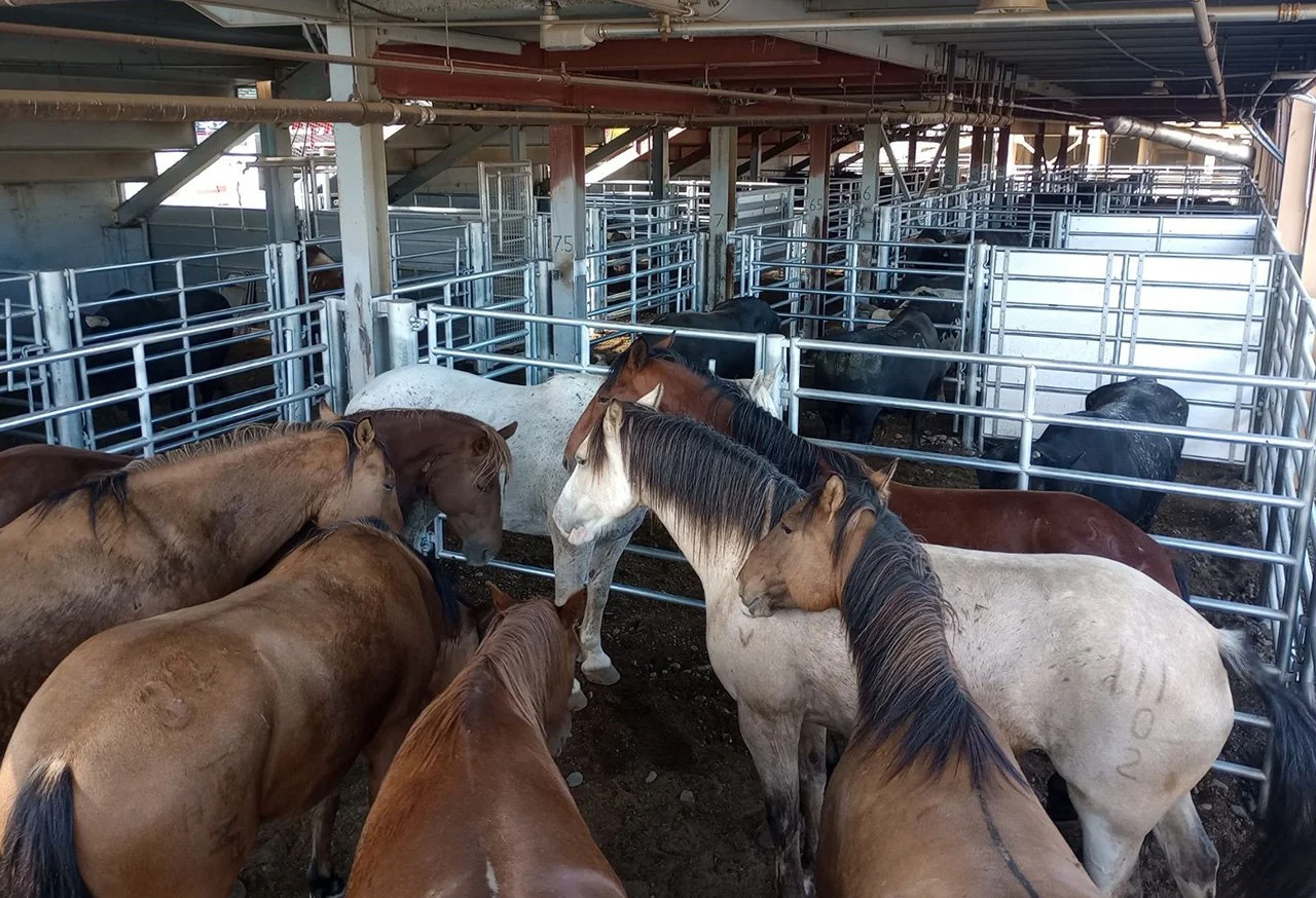 RODEO 4.jpg