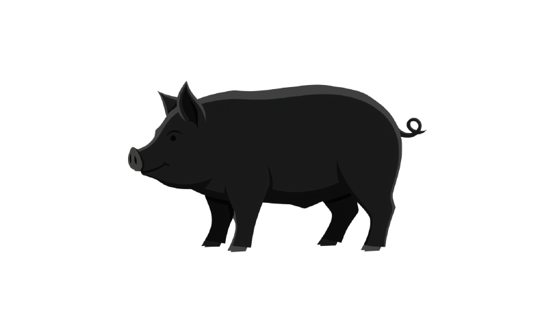pig 2.png