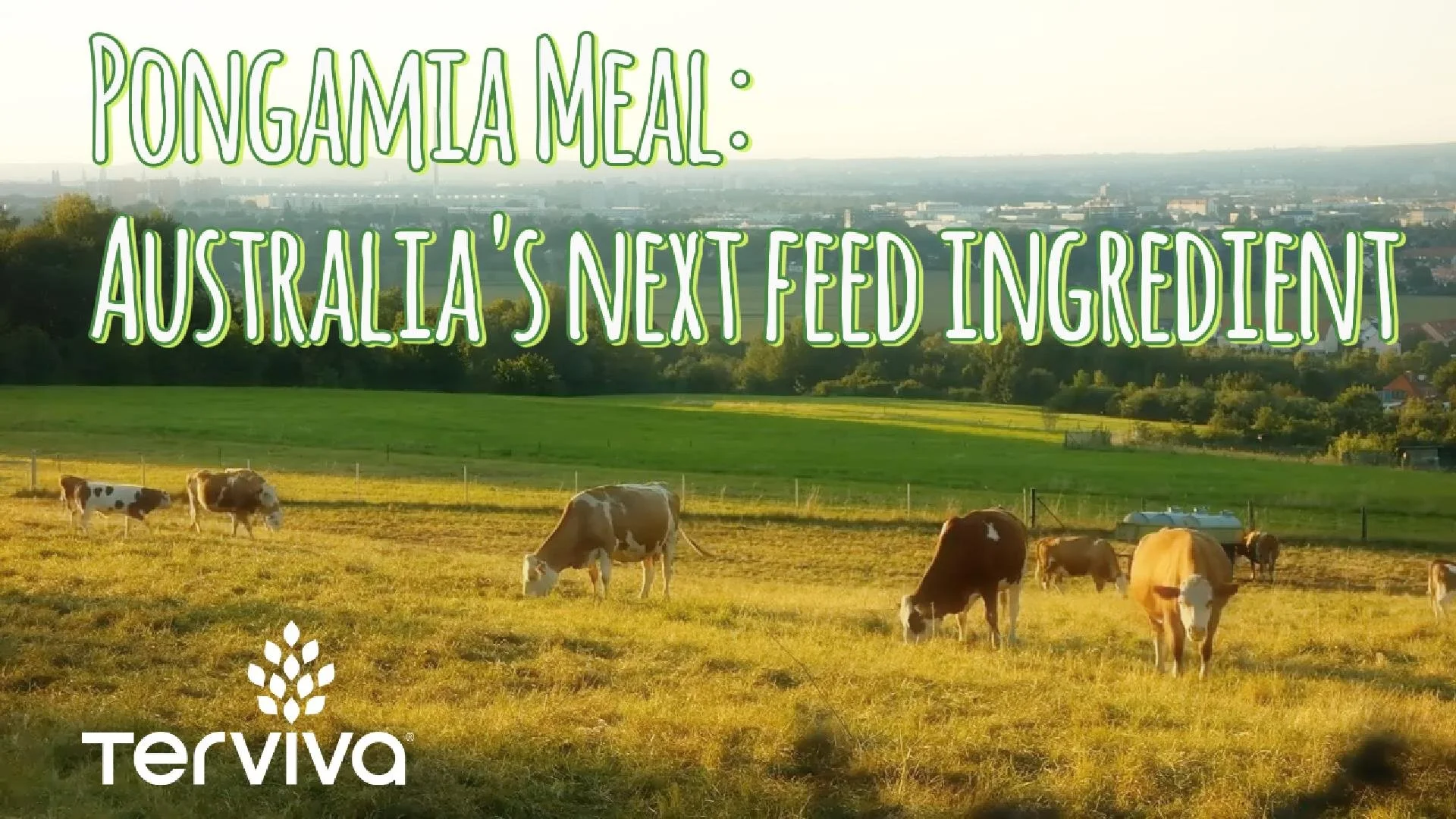 Pongamia meal for beef cattle in Australia