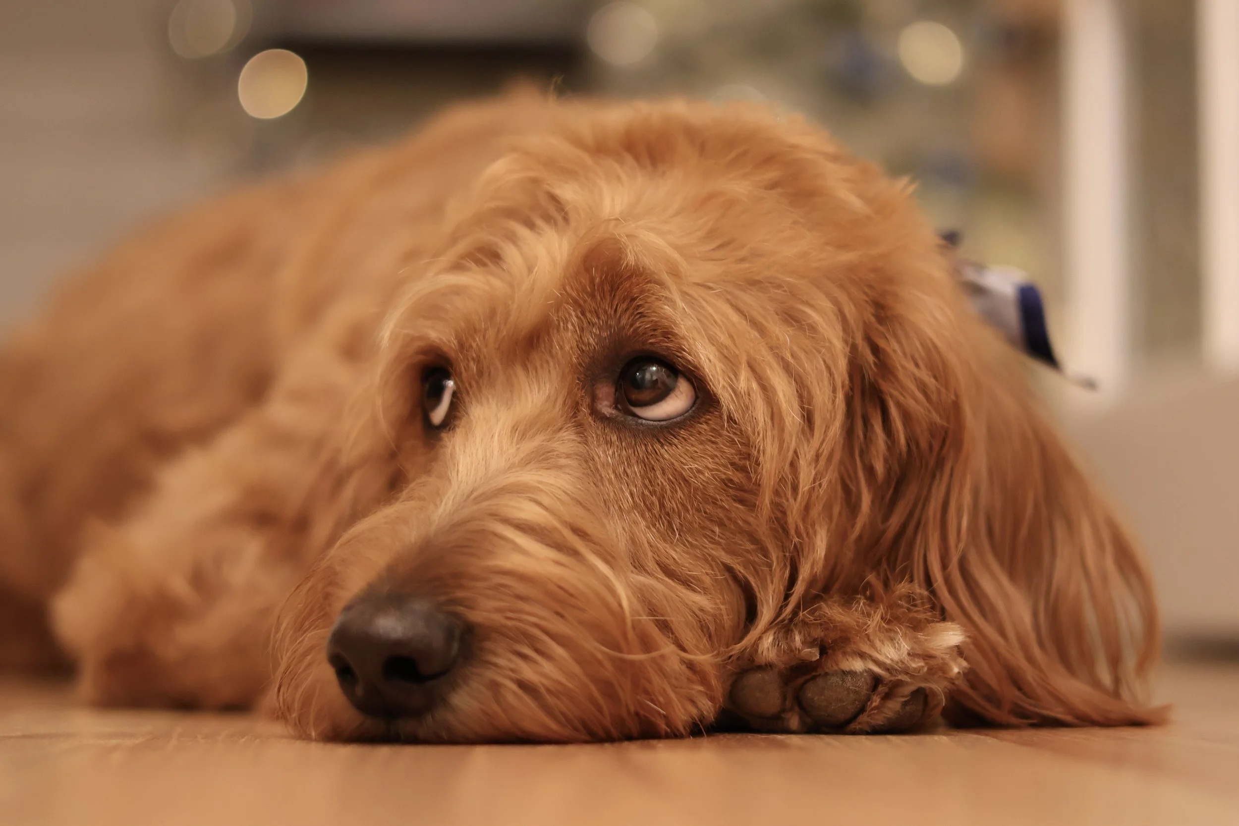 Pet Photography Holiday 2025