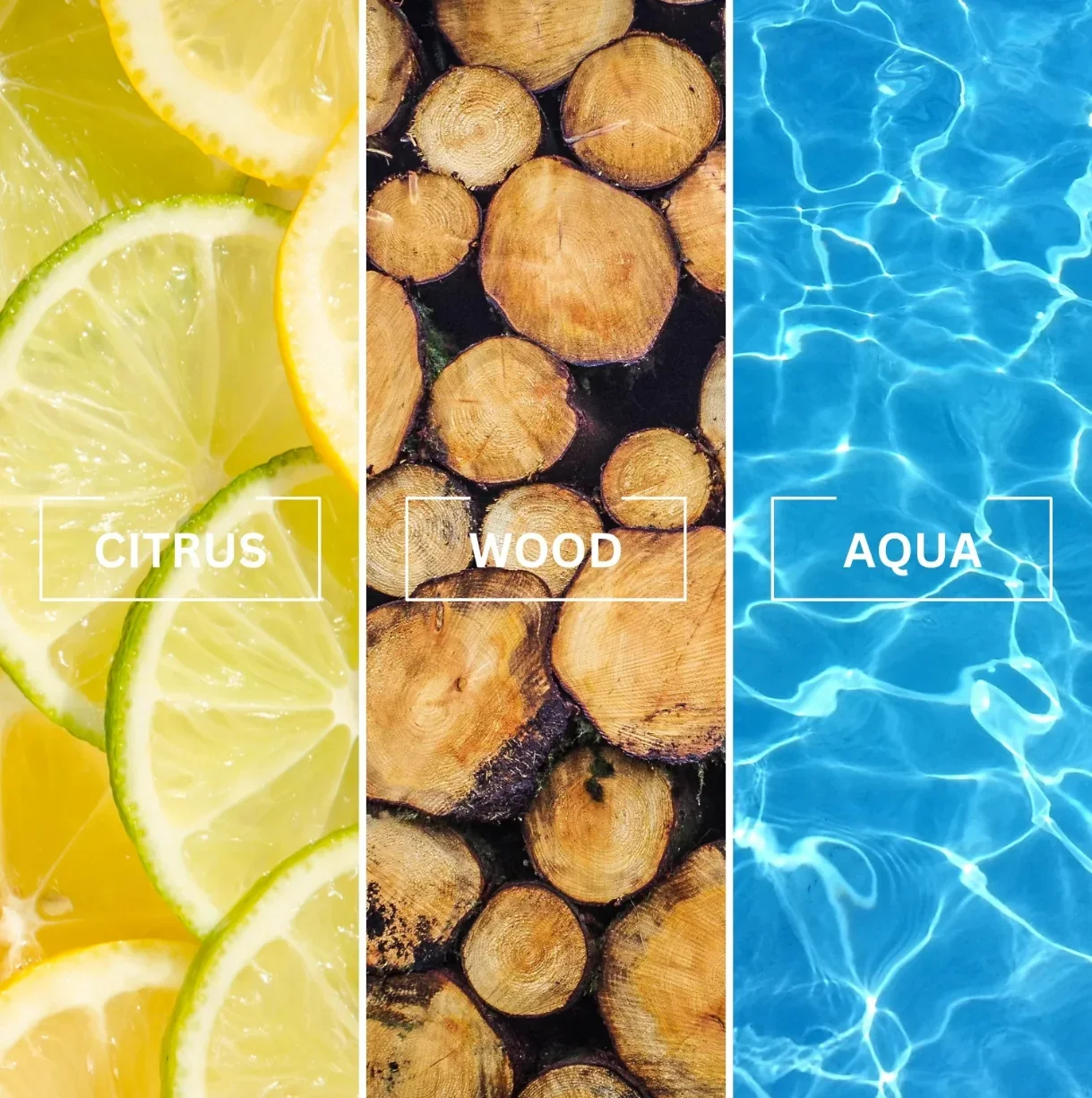 SAVAGE-INFO-1 (1).webp