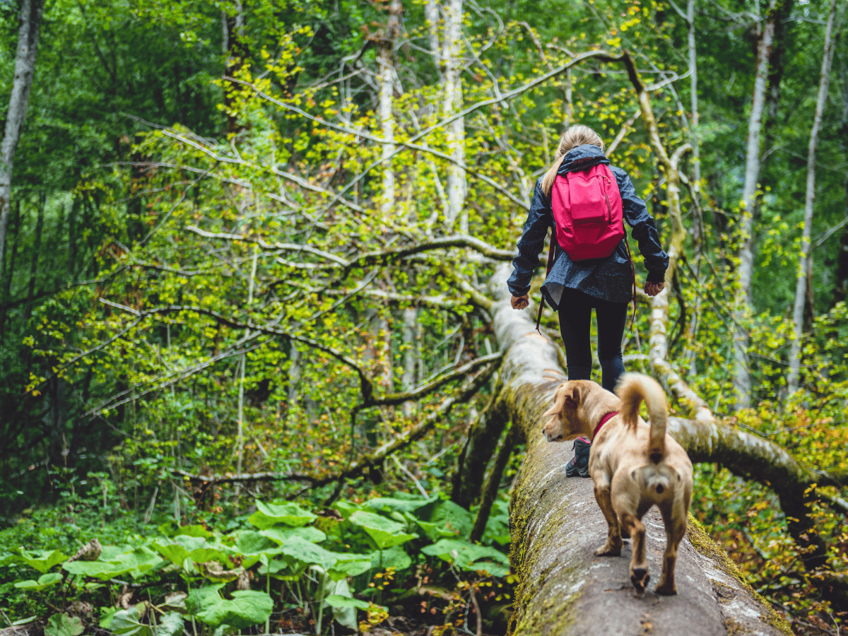 Professional dog hiking drill with Boston Dog Butlers