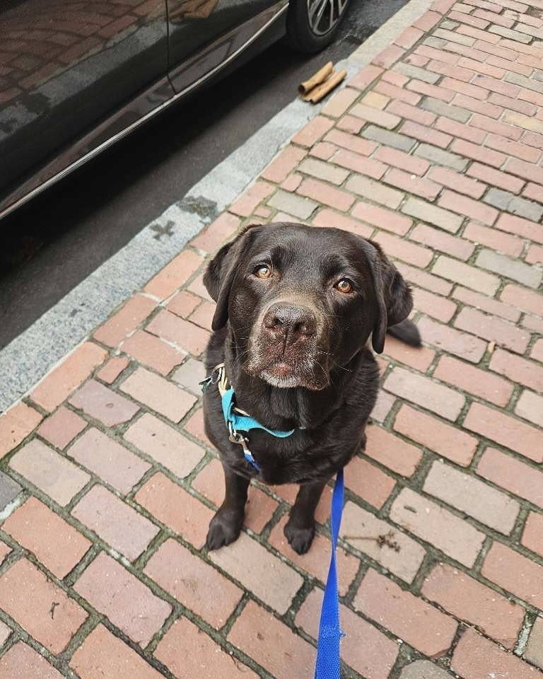 TGIF🐾🩵🐕
.
#bostondogbutlers #bostondoghikes
#bostondogwalkers #bostondogparks #bostondogservices #dogsofboston
#bostondogtraining #boston #westondoghikes #dedhamdoghikes #stonehamdoghikes