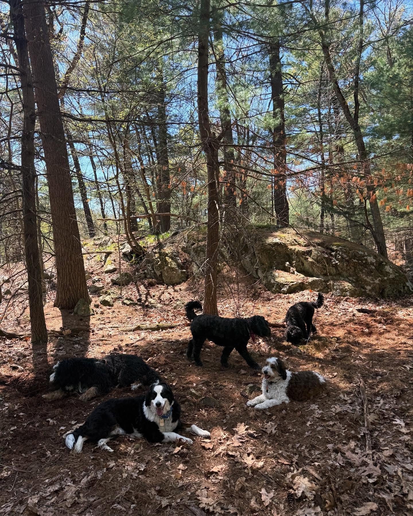 case of the Mondays☀️🐾
.
#bostondogbutlers #bostondoghikes
#bostondogwalkers #bostondogparks #bostondogservices #dogsofboston
#bostondogtraining #boston #westondoghikes #dedhamdoghikes #stonehamdoghikes