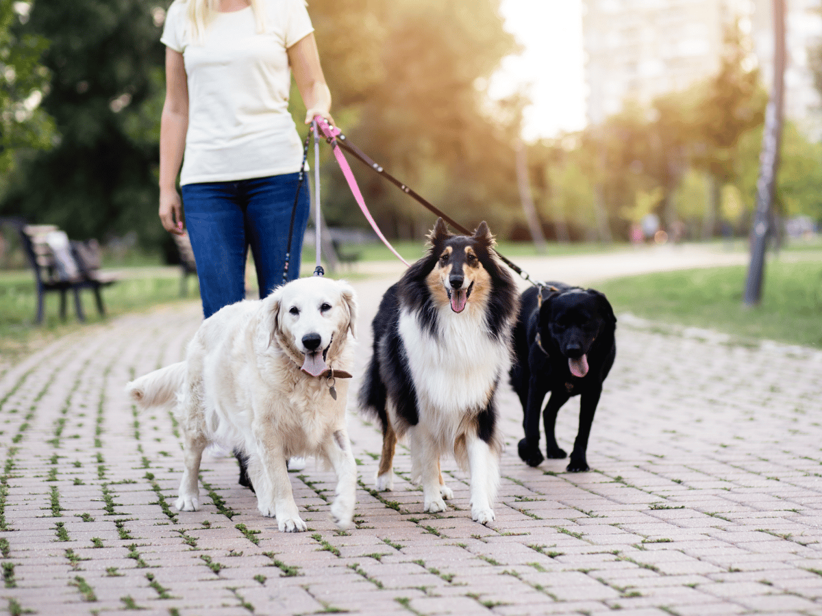 Group dog walking services provided by Boston Dog Butlers