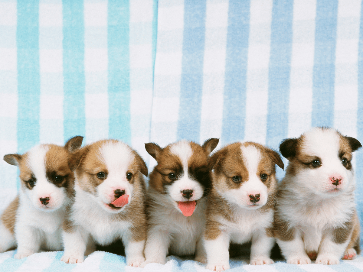 Professional Puppy Service Across Suffolk County - Boston Dog Butlers
