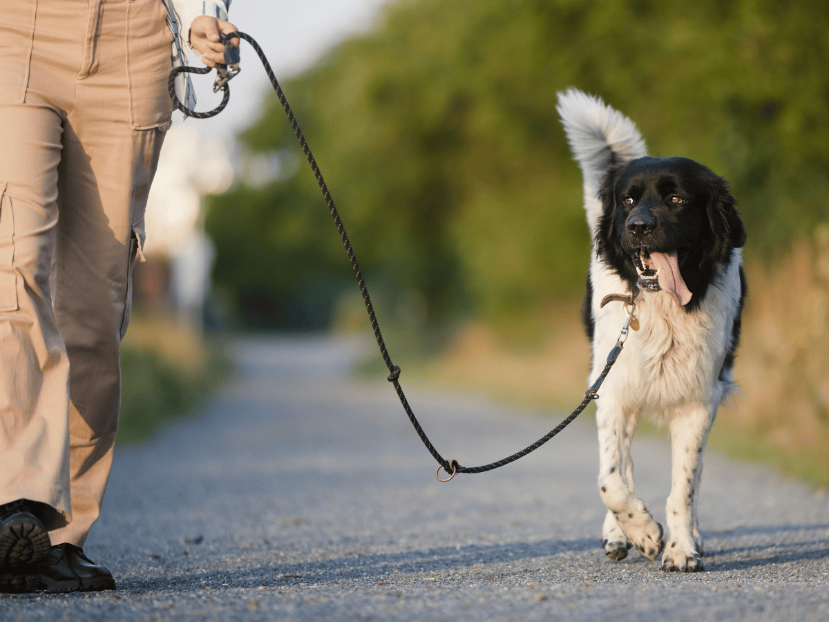 Daily dog walking services from Boston Dog Butlers