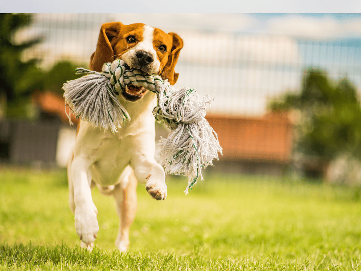 Professional Dog Park play Service Across Suffolk County - Boston Dog Butlers