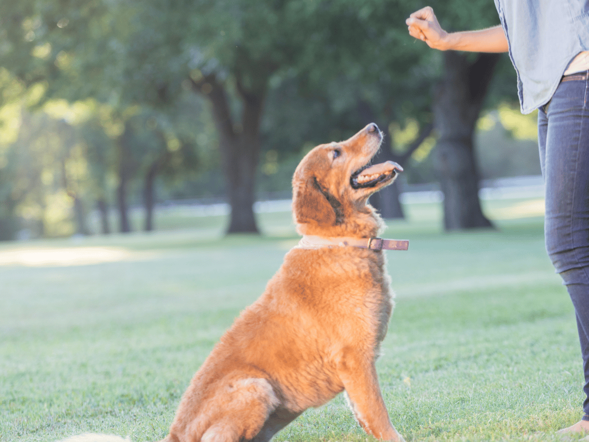 Professional Dog Training Service Across Suffolk County - Boston Dog Butlers