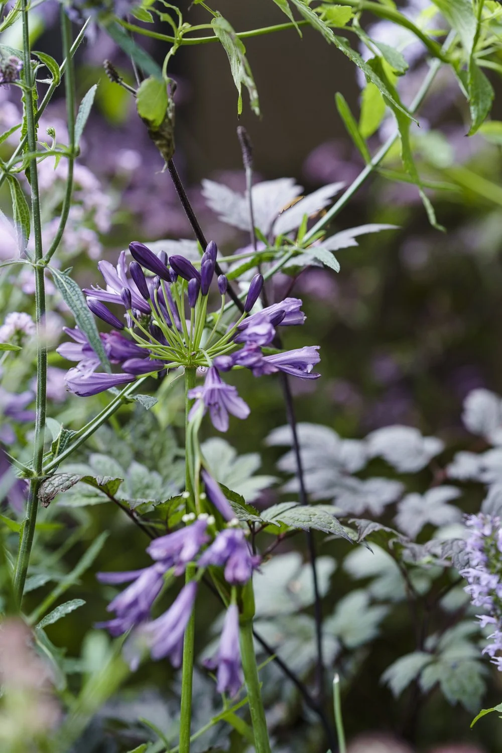 lis_eriksson_maida_vale_mews_-146 (1).jpg