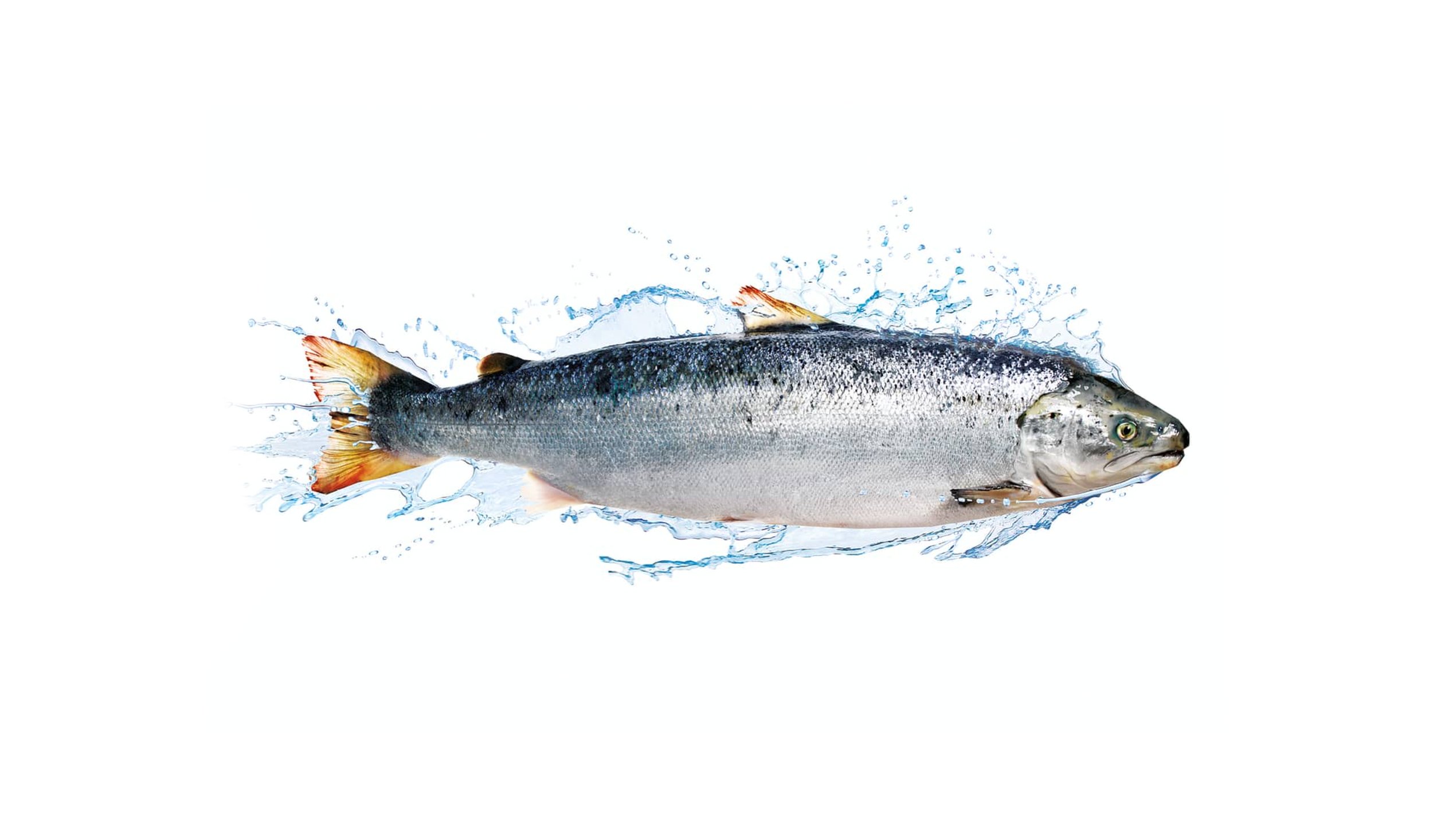 Salmon jumping with water splashes on white background