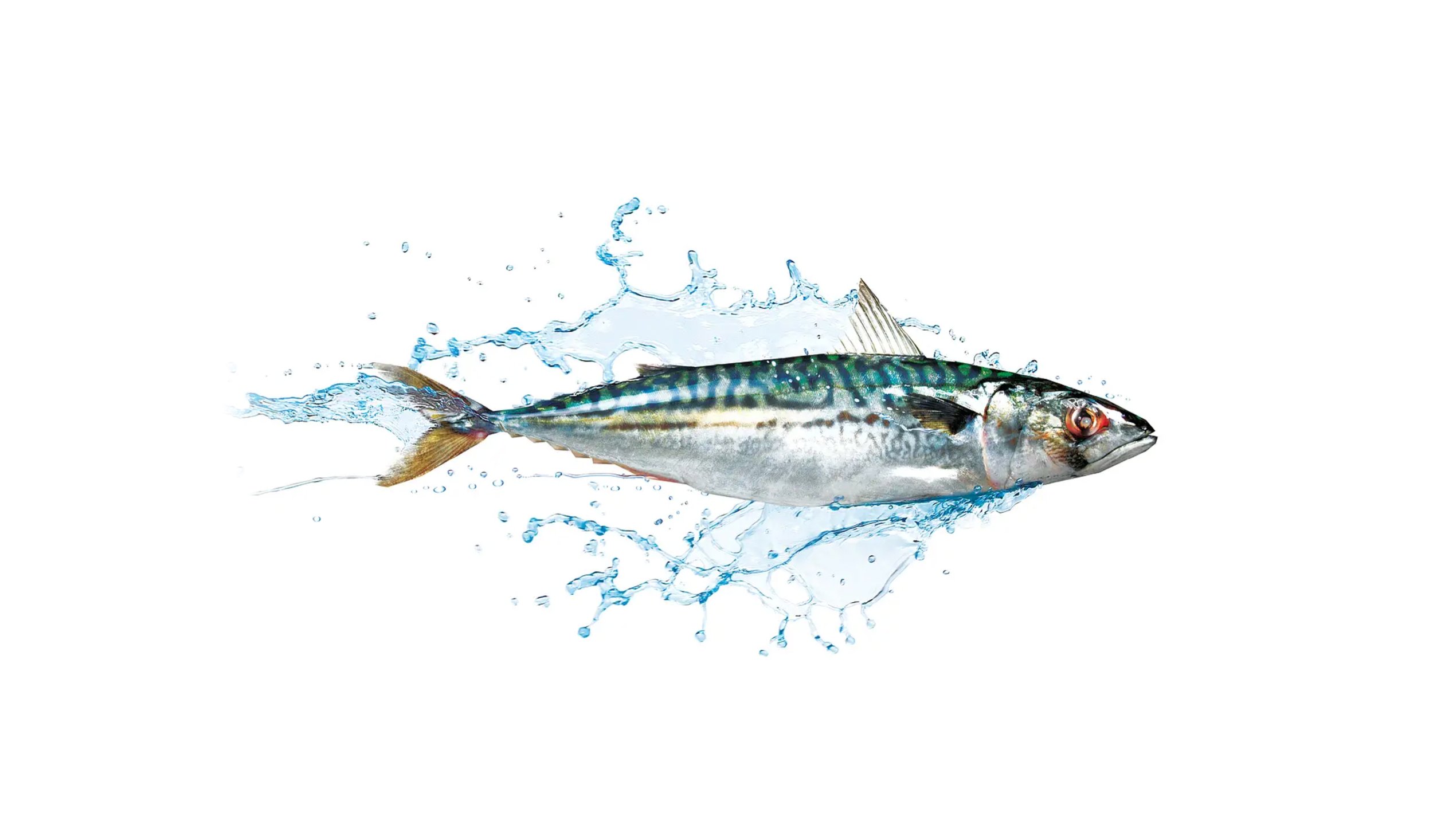 A fish with water splashes on a white background.