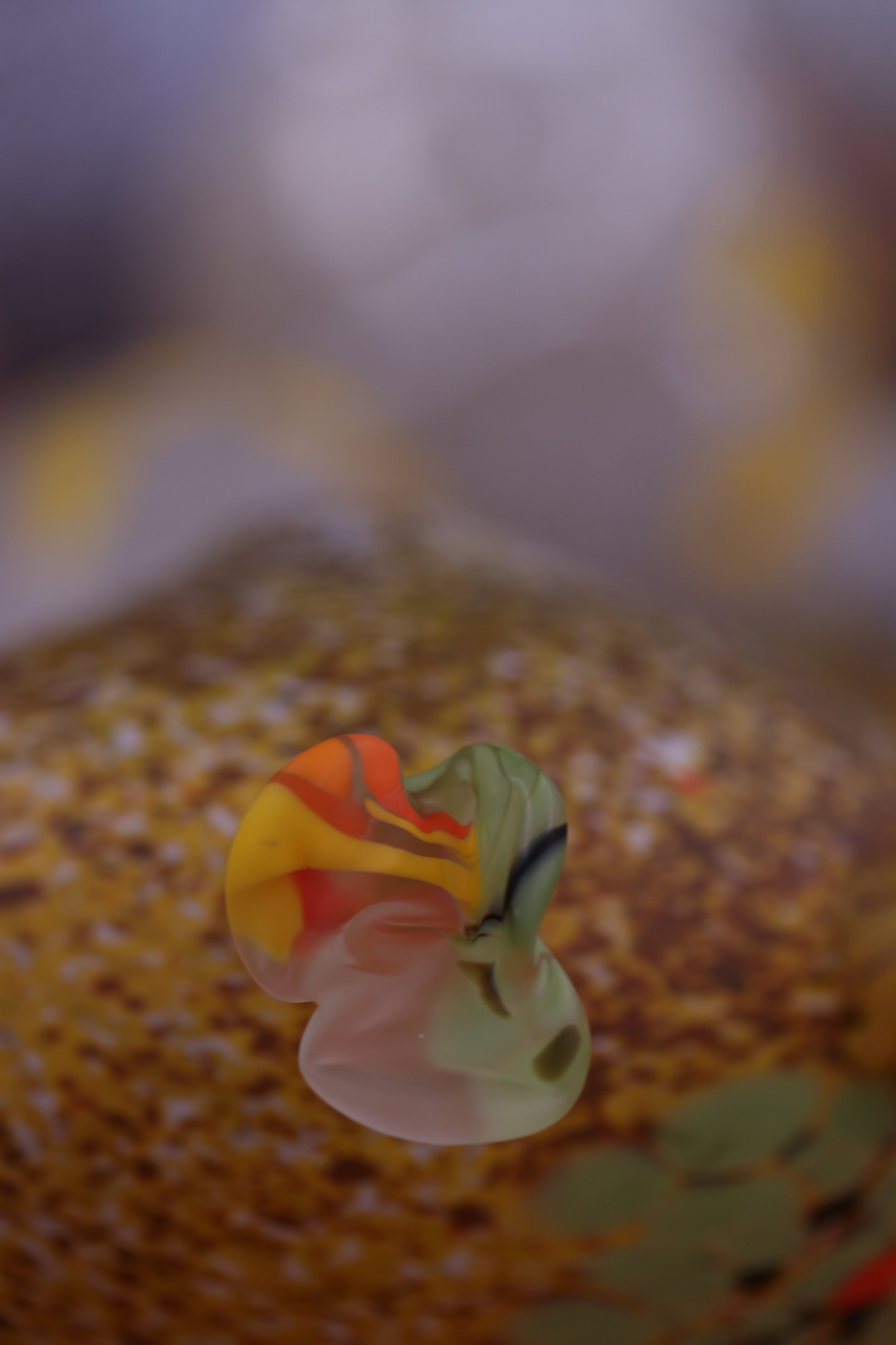 IMG_5208.jpeg