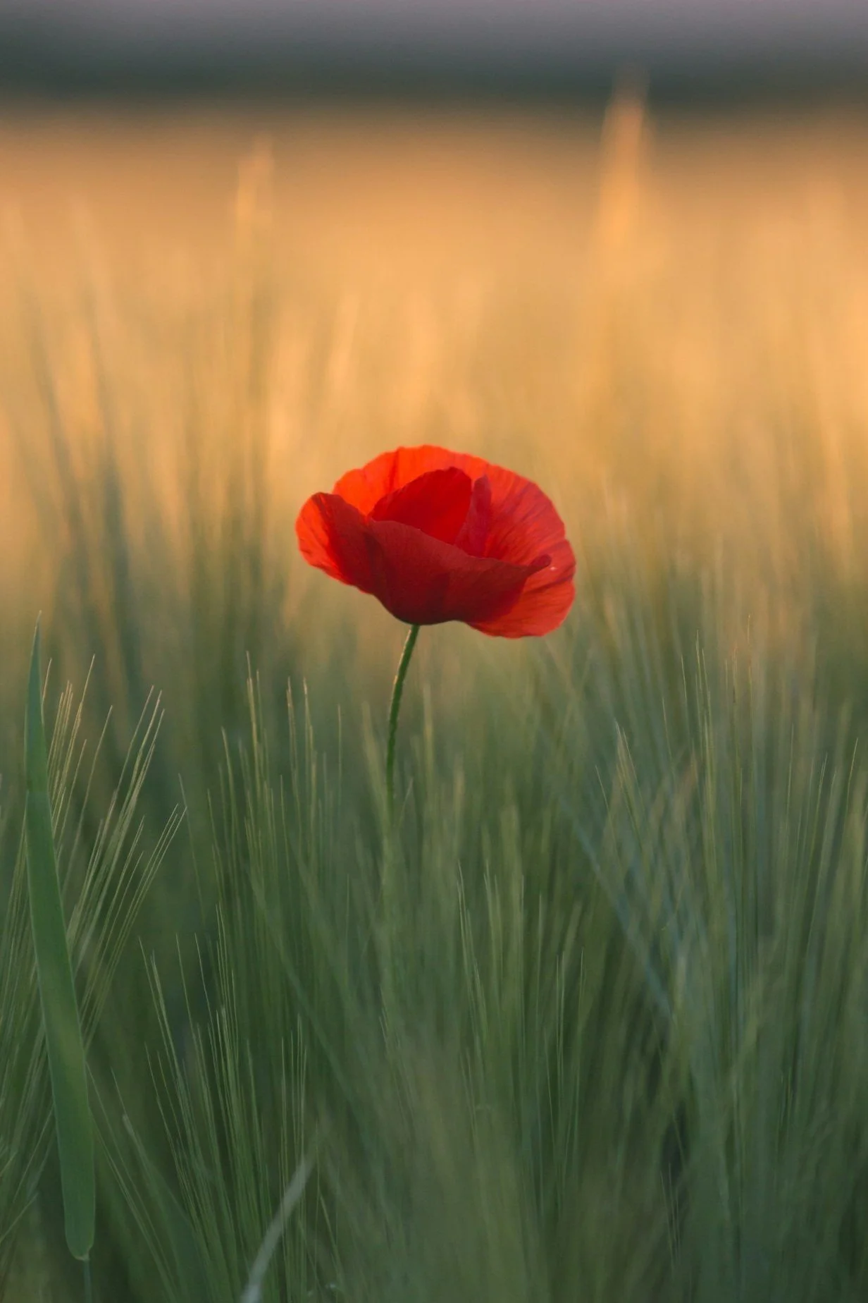 Being mindful in the midst