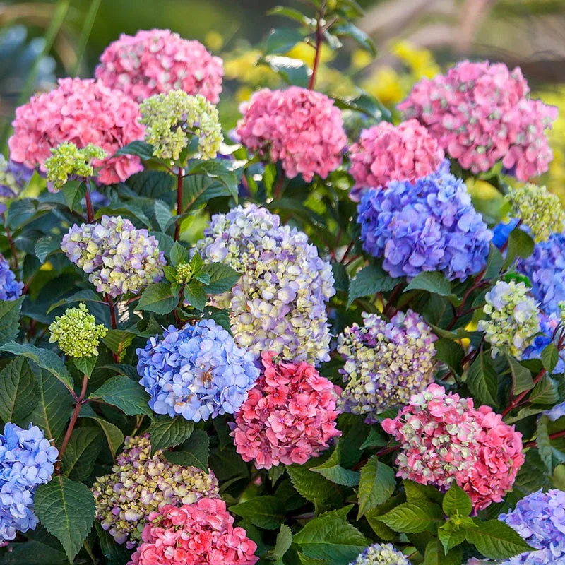 hydrangeas.webp