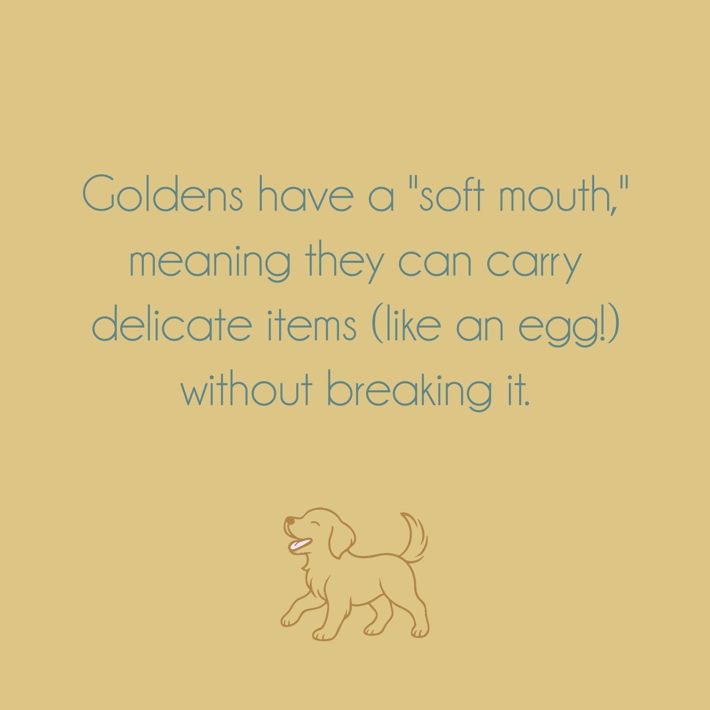 They're truly something remarkable ⁣
⁣
#golden-retriever #Goldendoodles #CuteDogs #SoCal