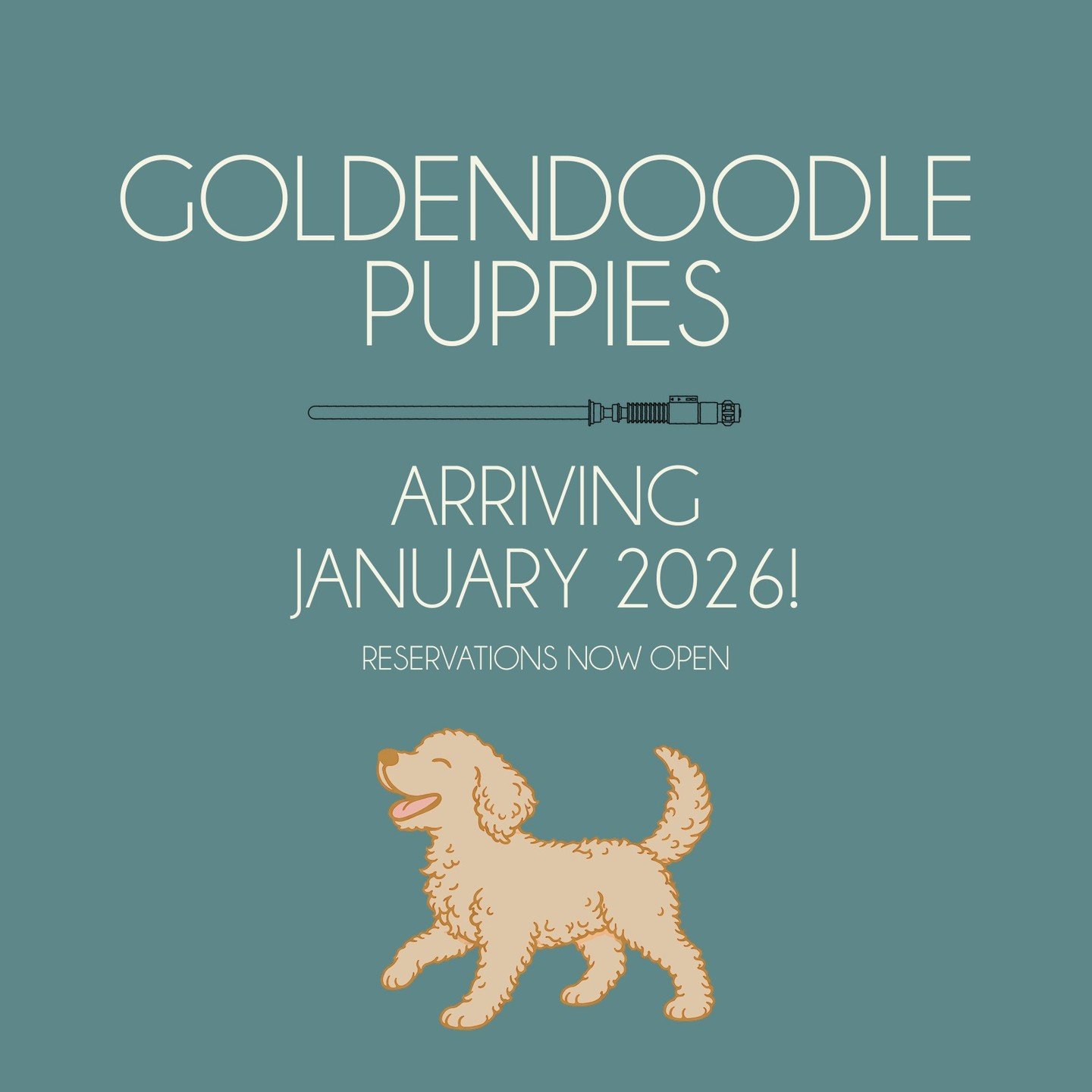 We are so excited to finally share this 🤍

Our Goldendoodle puppies are expected to be born January 25, 2026, and will be ready to go home around March 22, 2026.

The sire is a standard Goldendoodle, so puppies are expected to mature in the standard