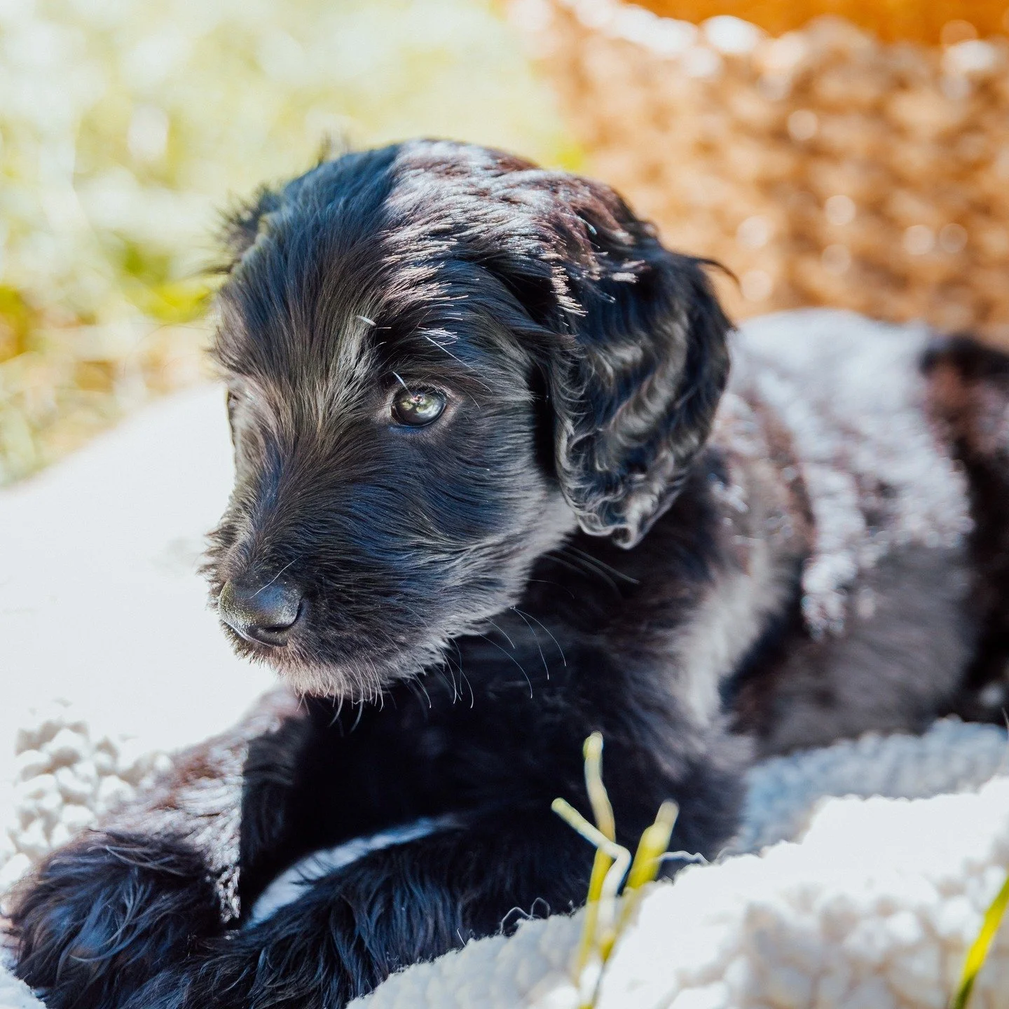 Meet Vader 🖤

Vader is the definition of a sweet, easygoing boy. He has a calm, gentle personality and loves being close to people. He&rsquo;s the kind of puppy who will happily follow you around, soak up affection, and then curl up for a cozy cuddl