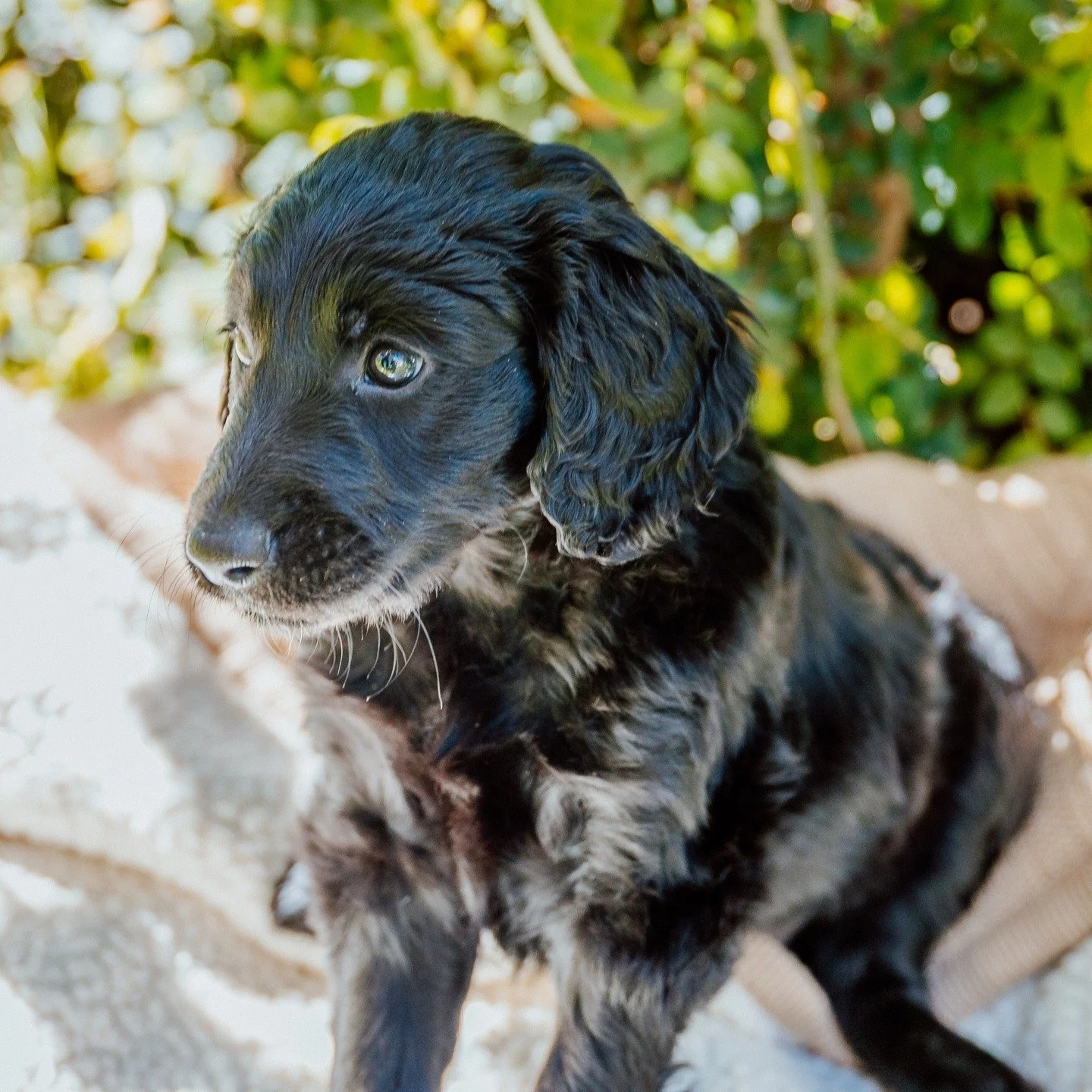Meet Bo 🖤

Bo is a playful, curious girl who loves exploring the world around her. Whether she is investigating leaves, playing with her siblings, or looking up at you with those bright curious eyes, she brings so much personality wherever she goes.
