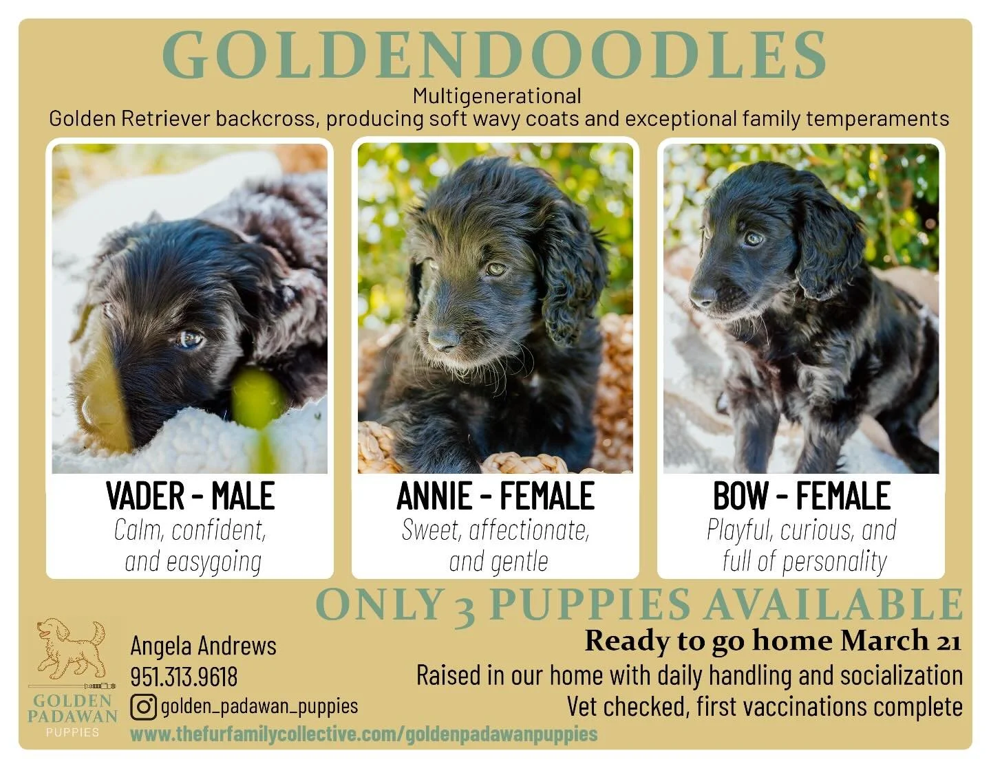 Almost all gone! Taking applications for these last 3 babies! 🥰🖤🐾 #goldendoodle #multigenerationalgoldendoodle #puppies #almostgone