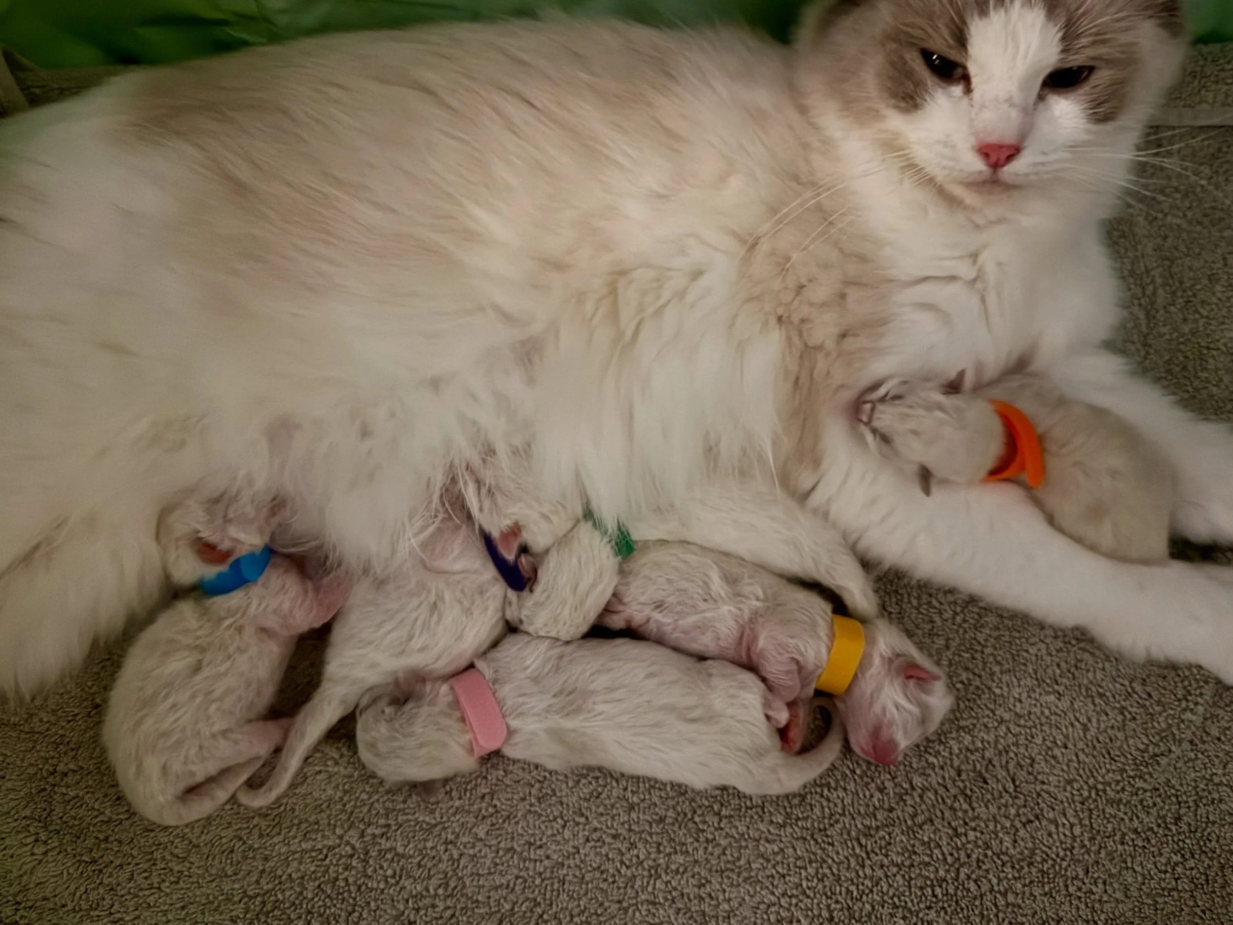 We think we have 4 girls and 2 boys! 💕💙

They&rsquo;re still so tiny, so we&rsquo;ll keep checking as they grow, but that&rsquo;s our best guess for now!

So many girls! 😂💕 We&rsquo;re having way too much fun getting to know these little babies a