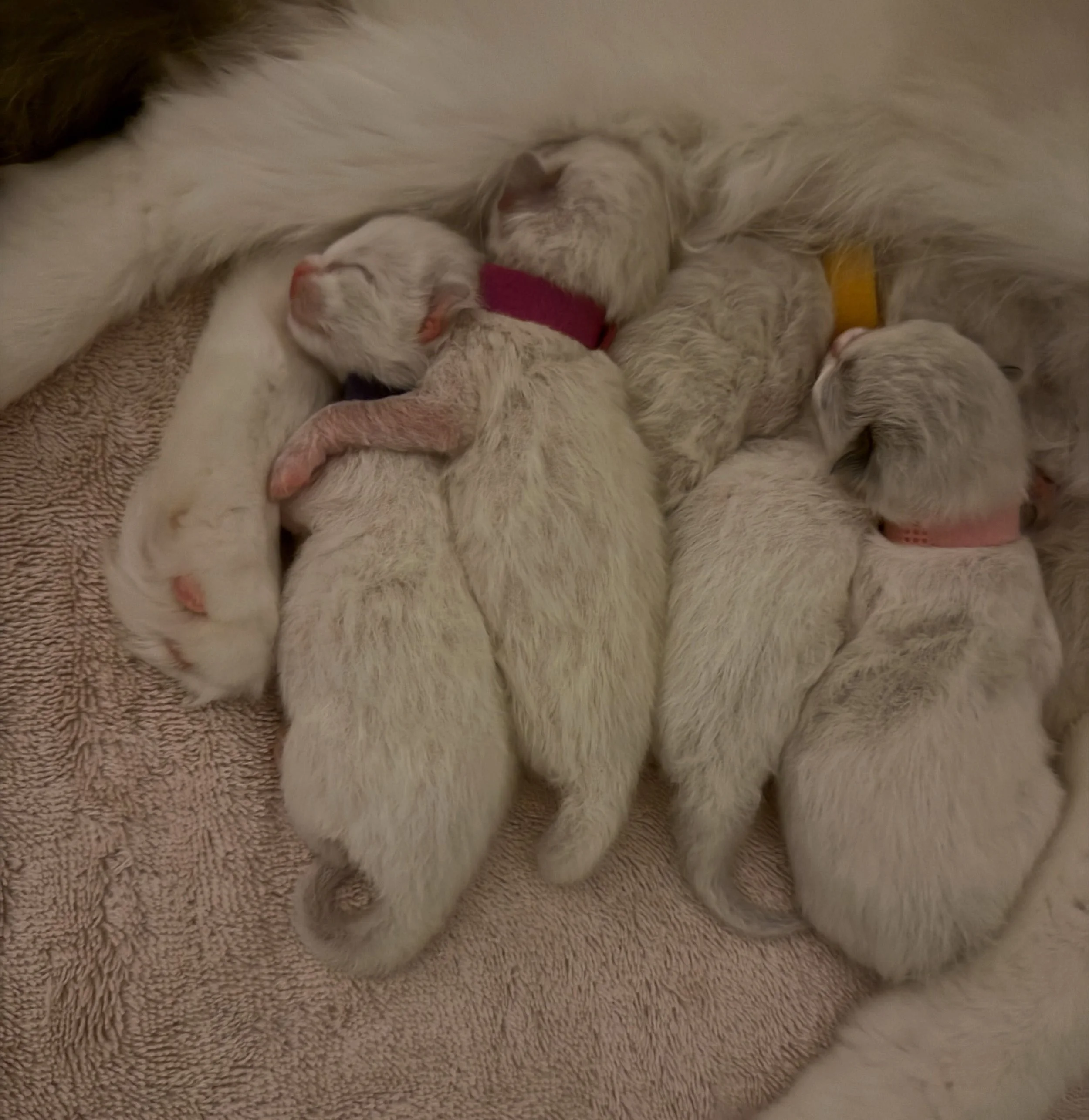 Are you kitten me right meow?! 😭🤍 These babies are SO cute. The little pile, the tiny paws, the squishy bellies&hellip; I cannot handle them.

#RagdollKittens #RagdollCats #ClaraAndCoRagdolls #RagdollBreeder #KittenLove