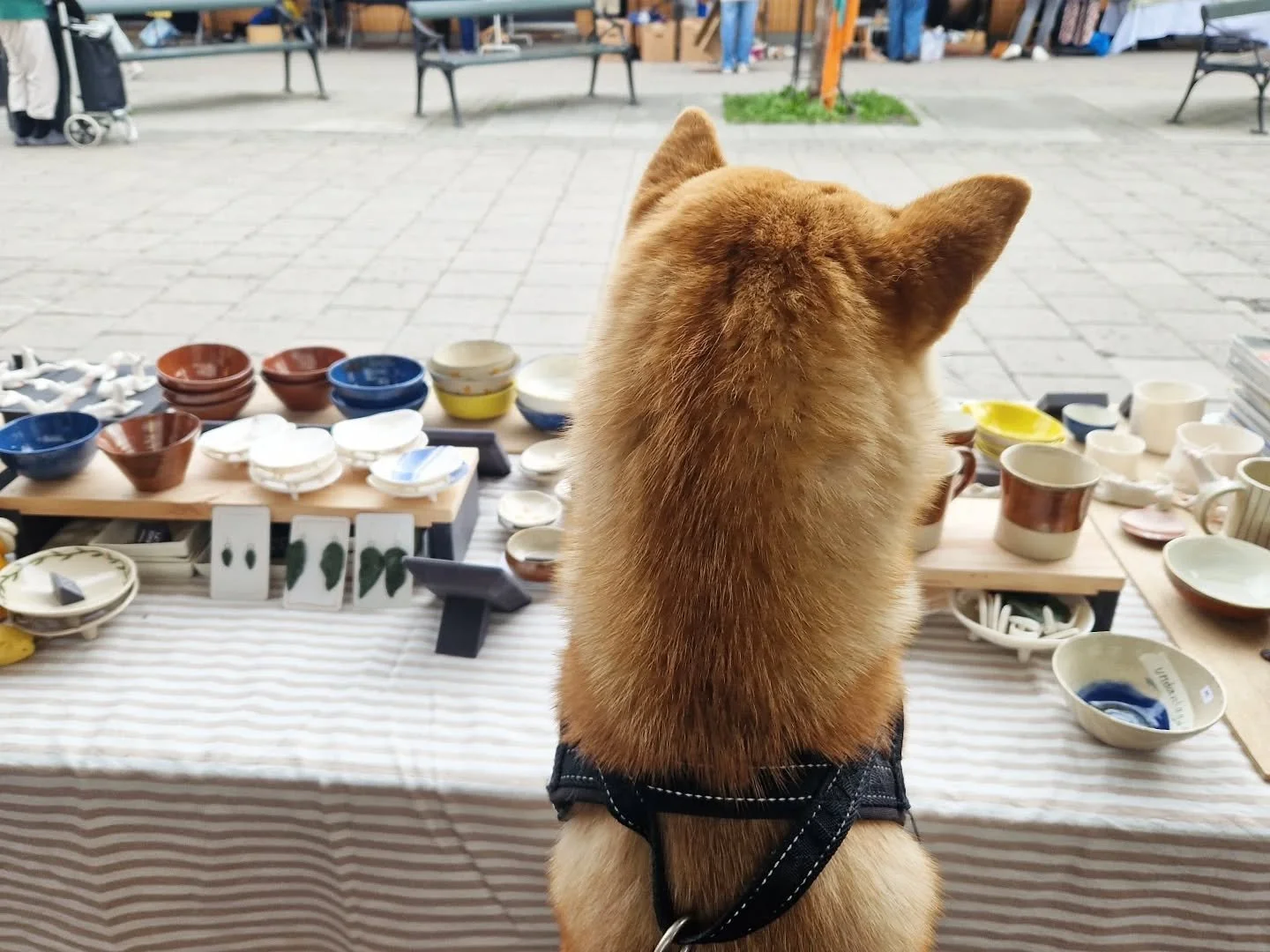 Suki did good helping me at the market today, we sold lots of little bowls and trinkets 🔥