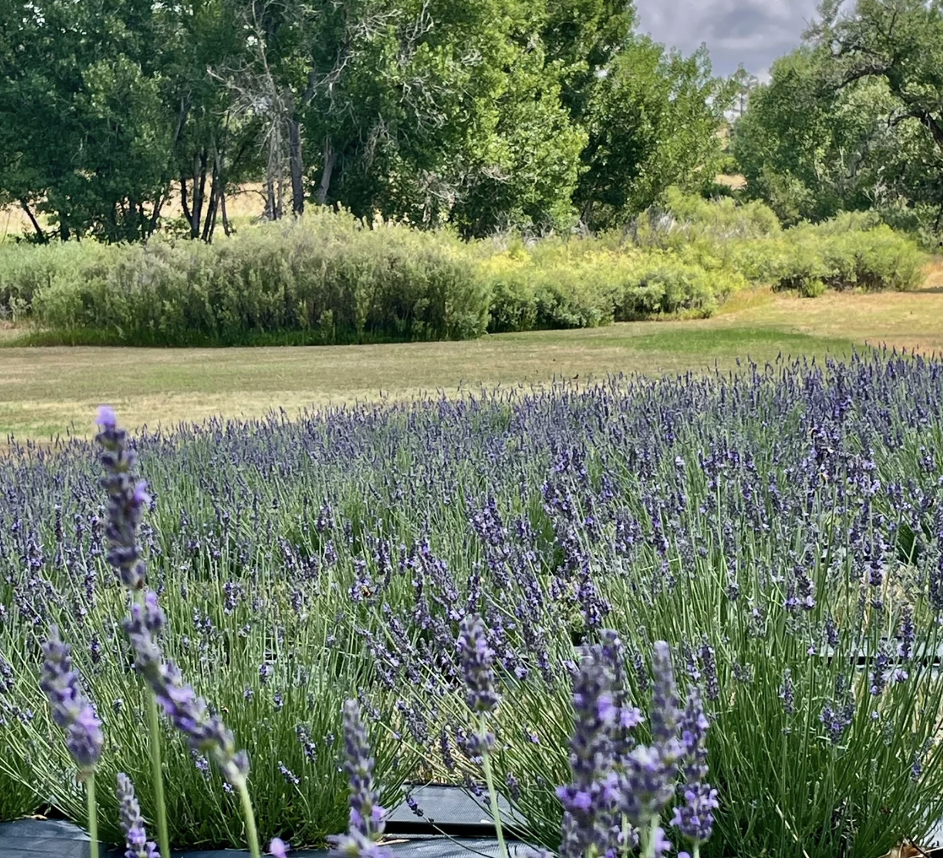 lavender field