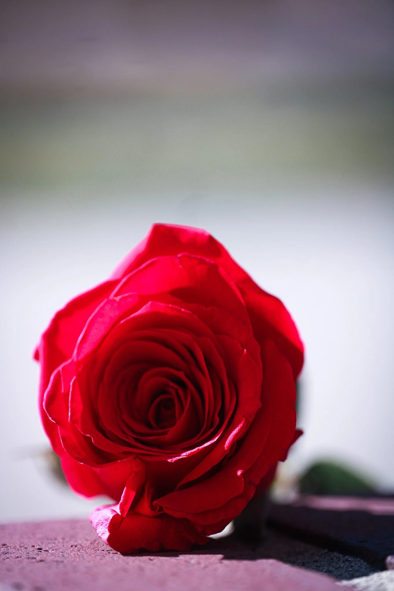 Close-up of a single red rose lying on a surface, with a blurred background.