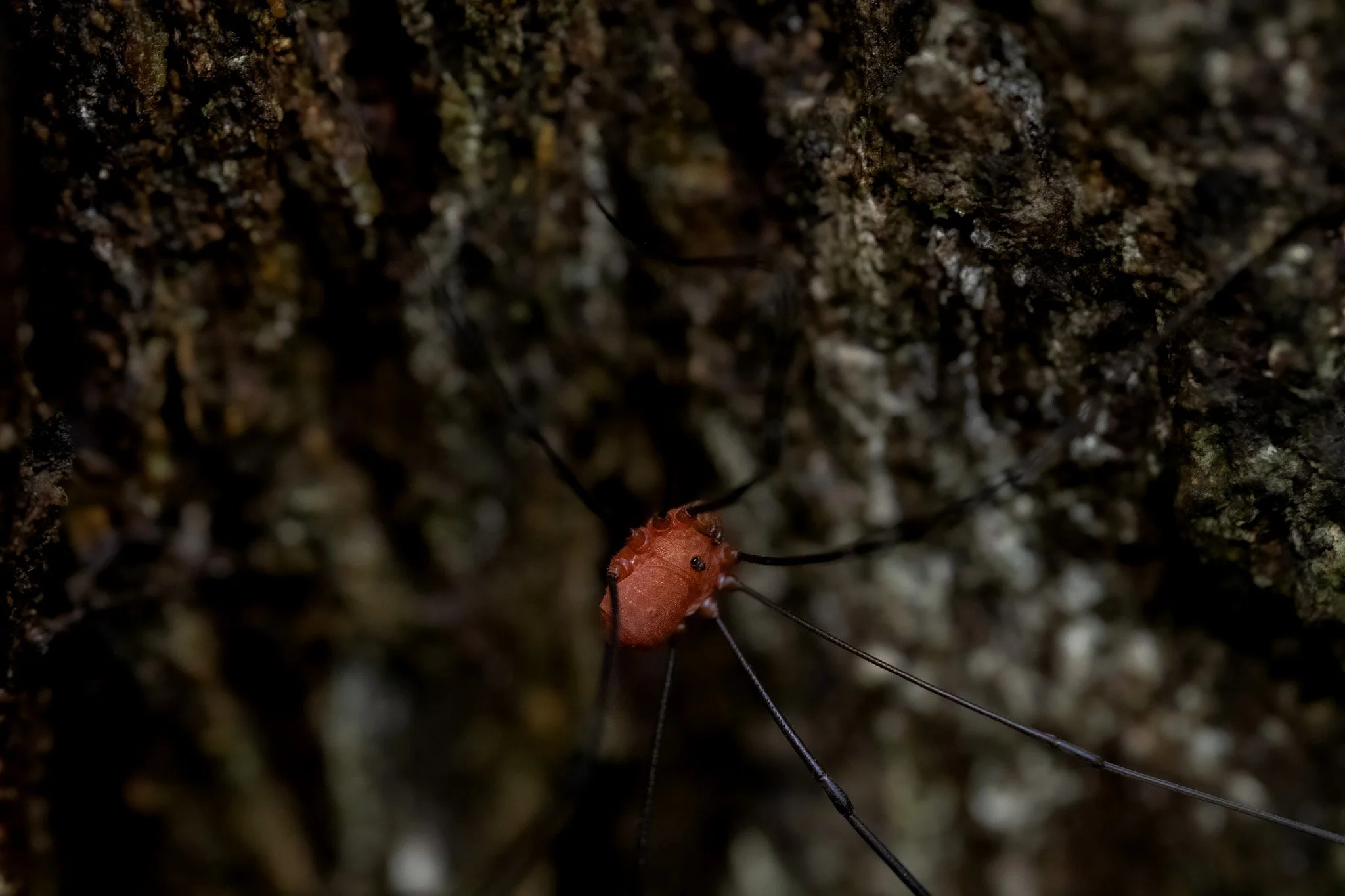 Close-up of a red spider with long black legs on a dark, textured tree bark surface.