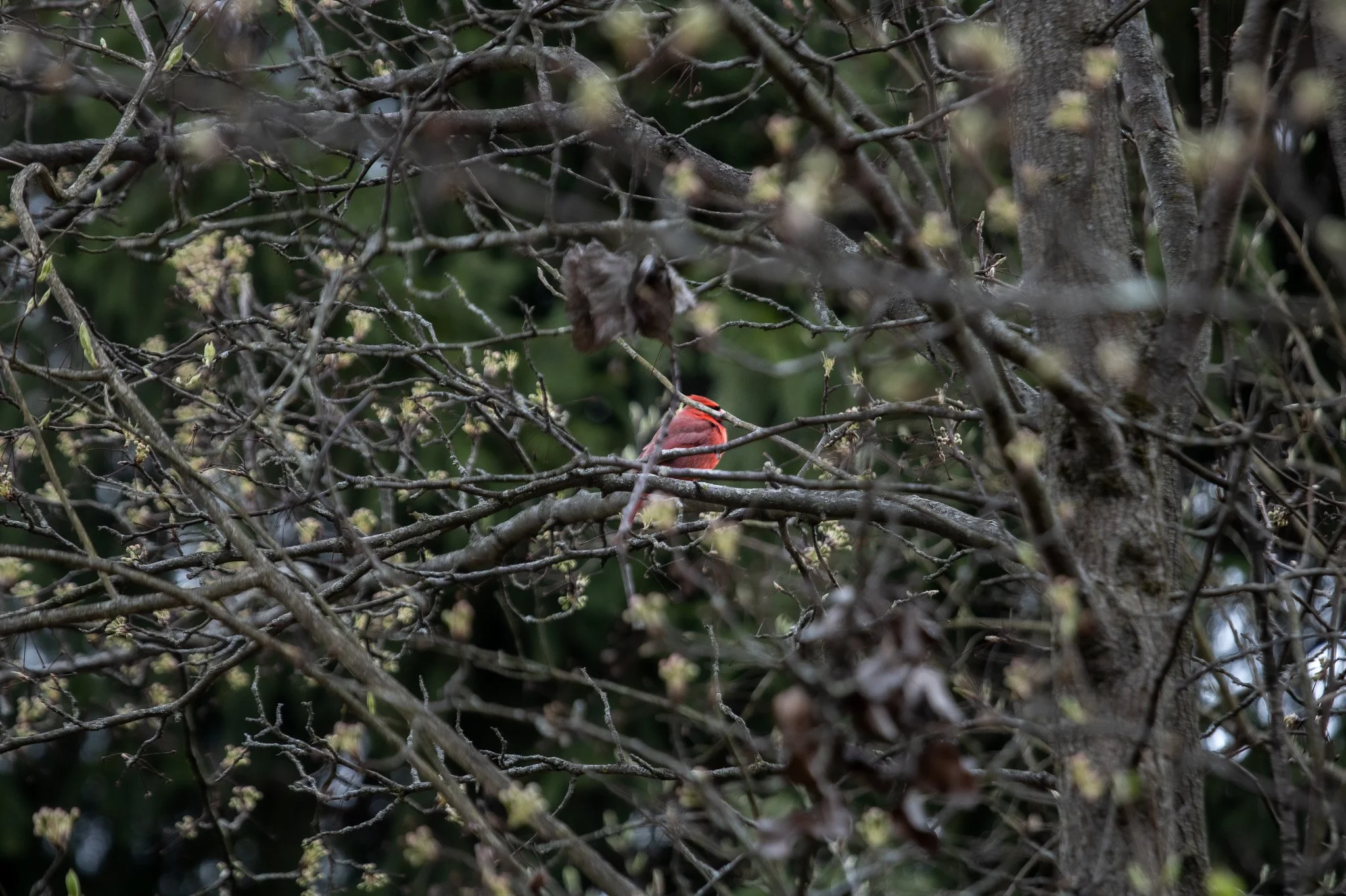 A red bird perched on a thin branch of a leafless tree, with green foliage in the background.