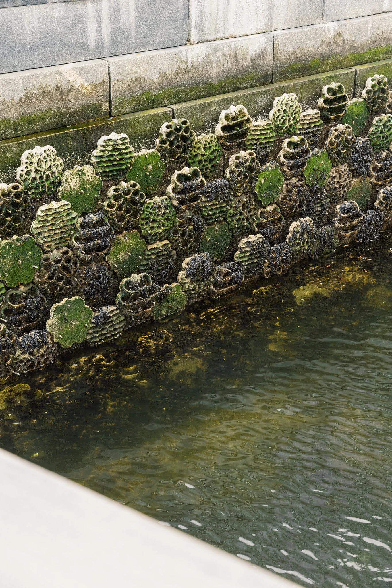 Close-up of a stone wall with green algae and barnacles along a water edge at a harbor or riverbank.