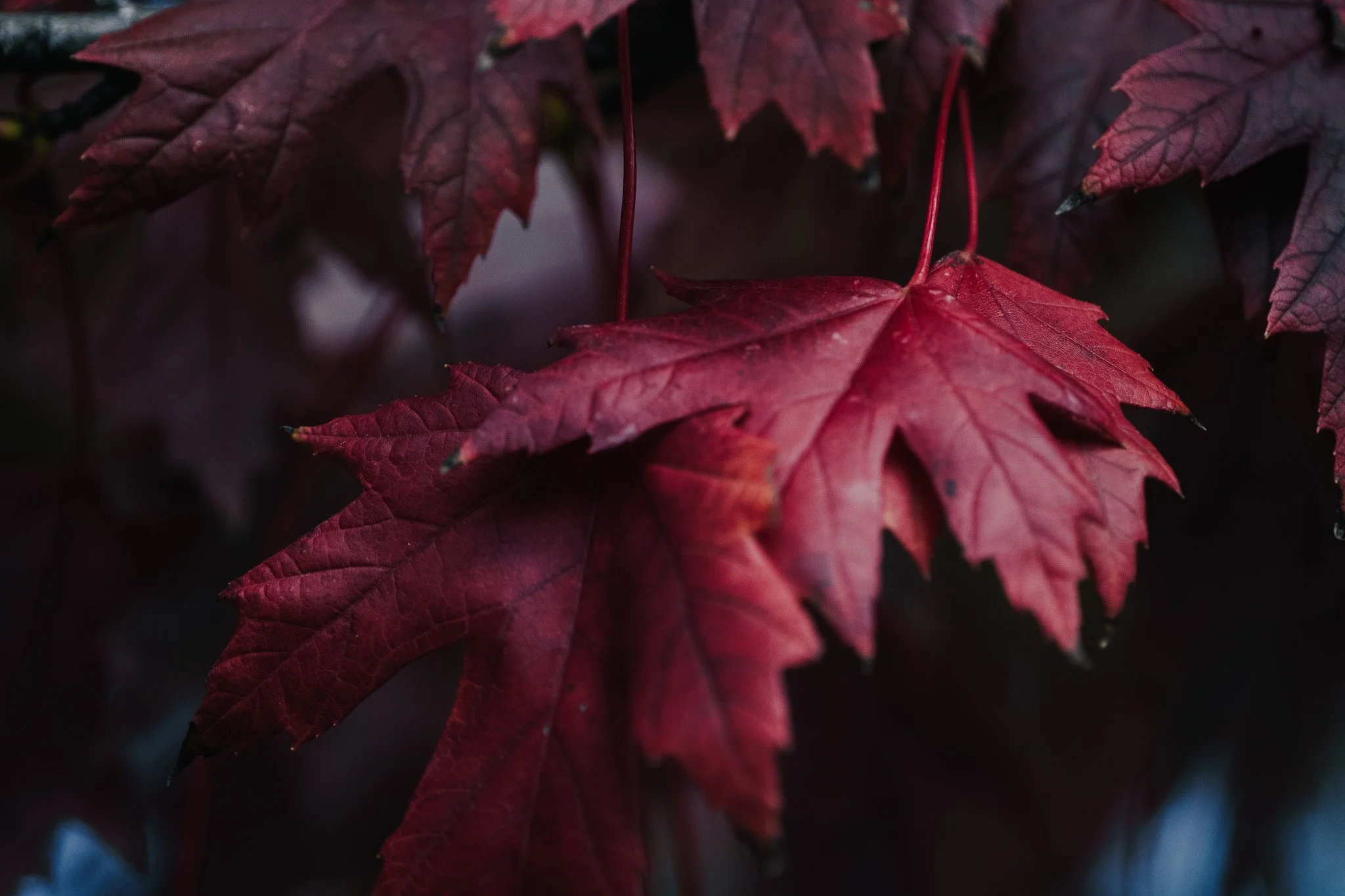 Close-up of red autumn maple leaves against a dark background.