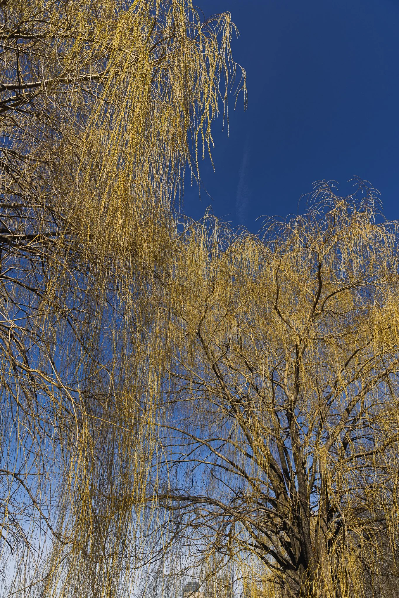 A tall tree with yellow, thin, drooping branches against a clear blue sky with some wispy clouds.