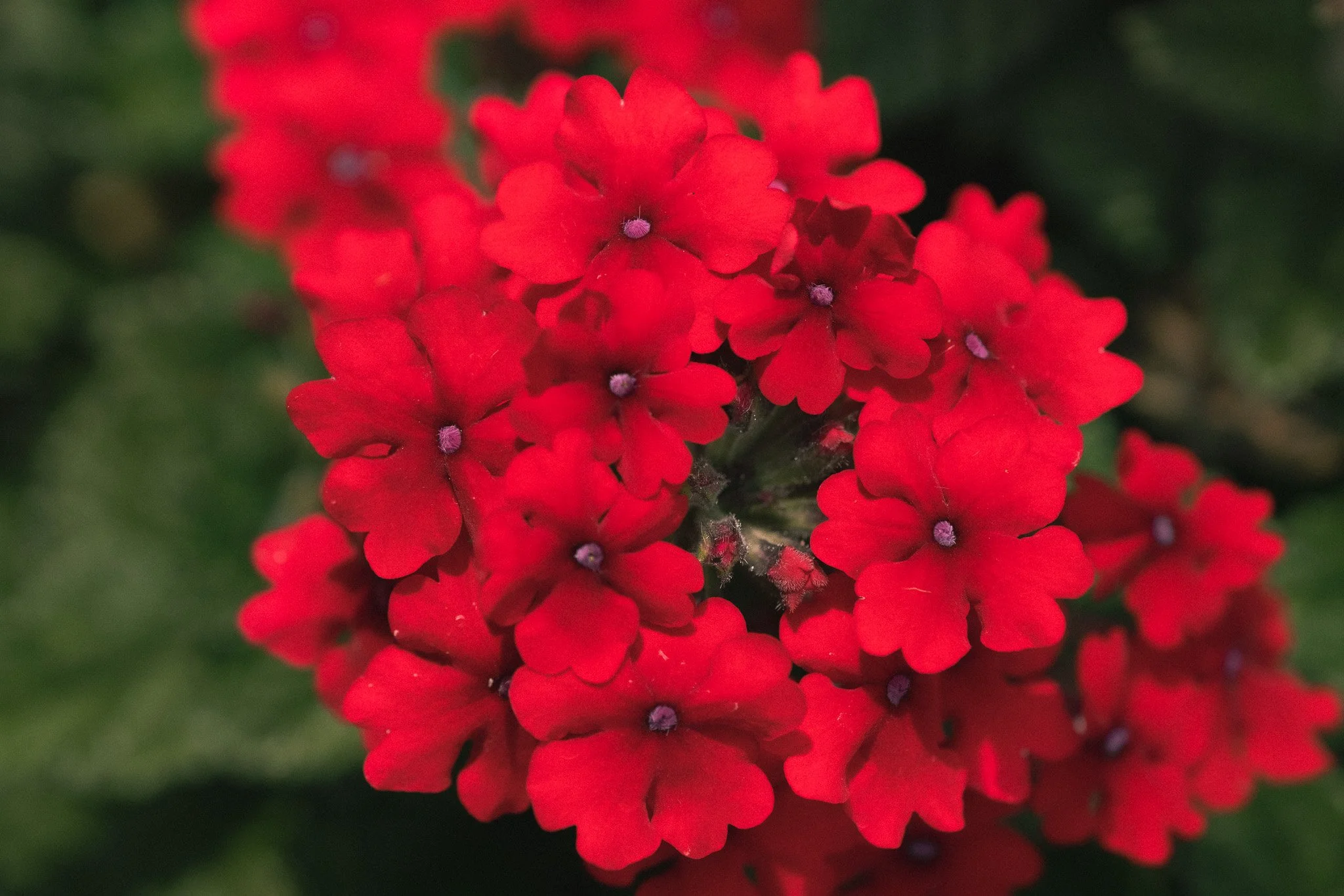 Close-up of a cluster of red flowers with small purple centers, surrounded by green foliage.