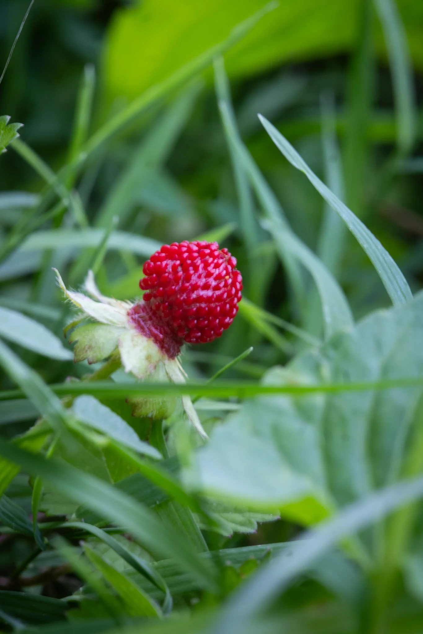 Close-up of a ripe red strawberry on green grass.