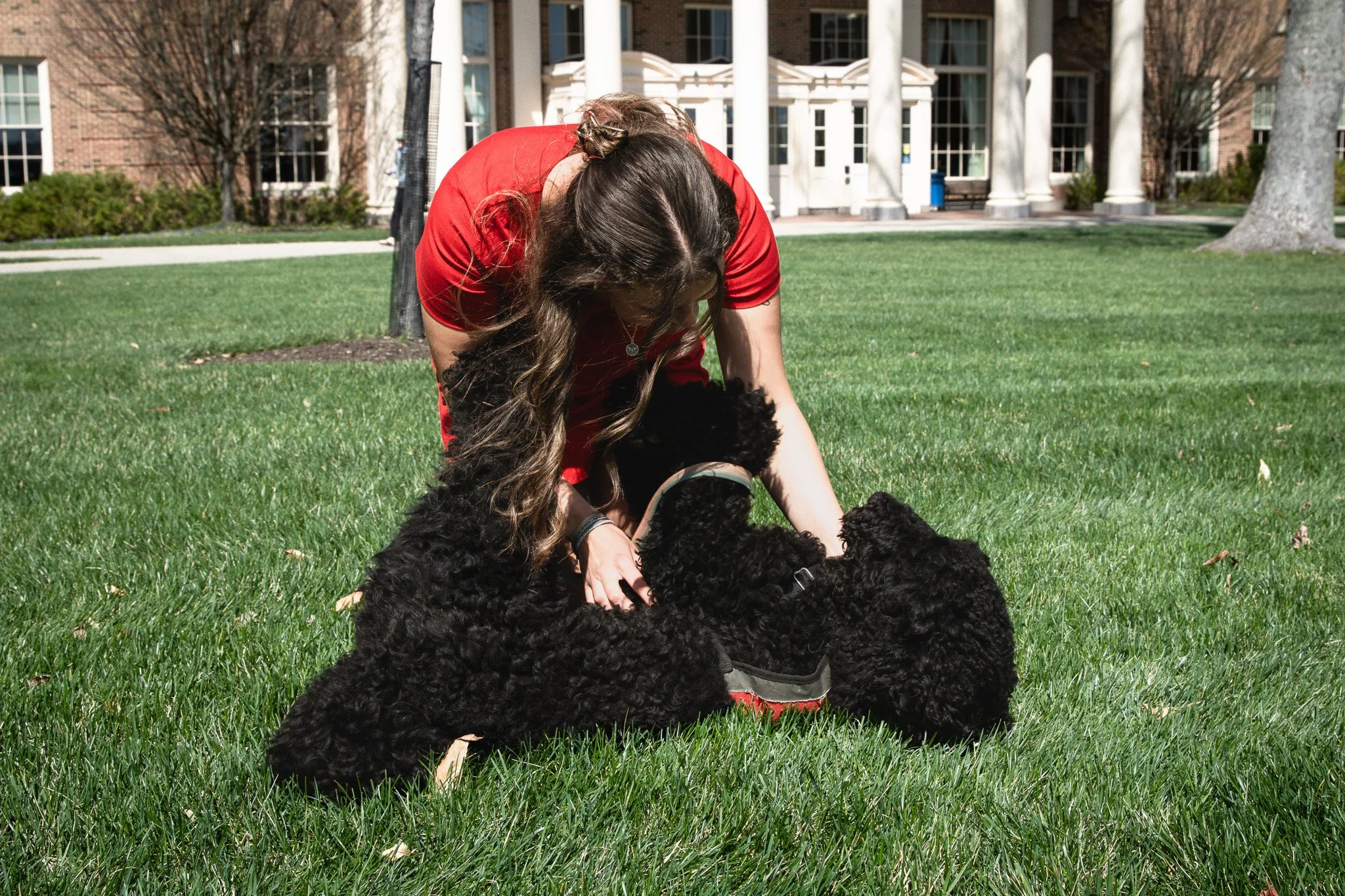 A woman in a red shirt appears to be teaching and interacting with three black poodles on a grassy lawn outside a building with columns.