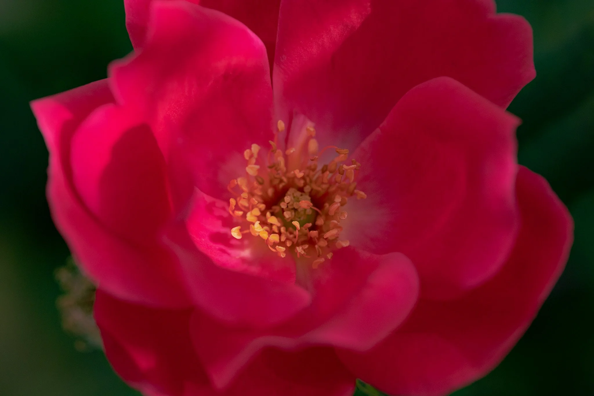 Close-up of a pink flower with yellow stamens surrounded by green foliage.