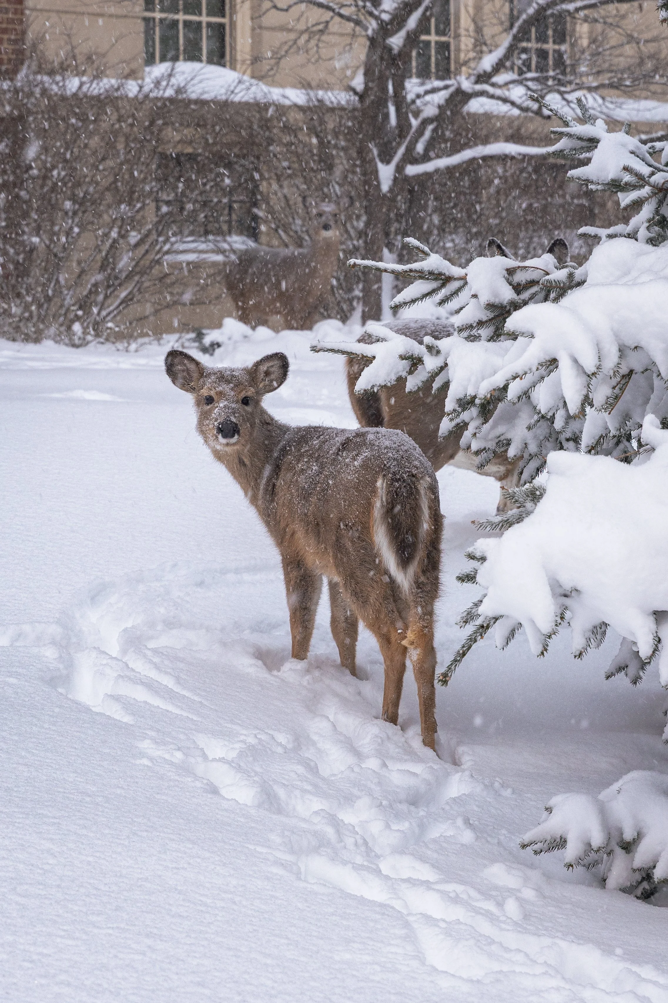 Deer standing in snow-covered yard with bushes, trees, and house in background during snowfall.
