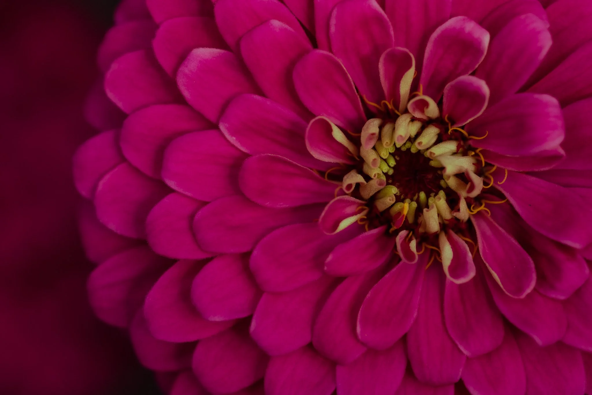 Close-up of a pink flower with layered petals and a detailed center