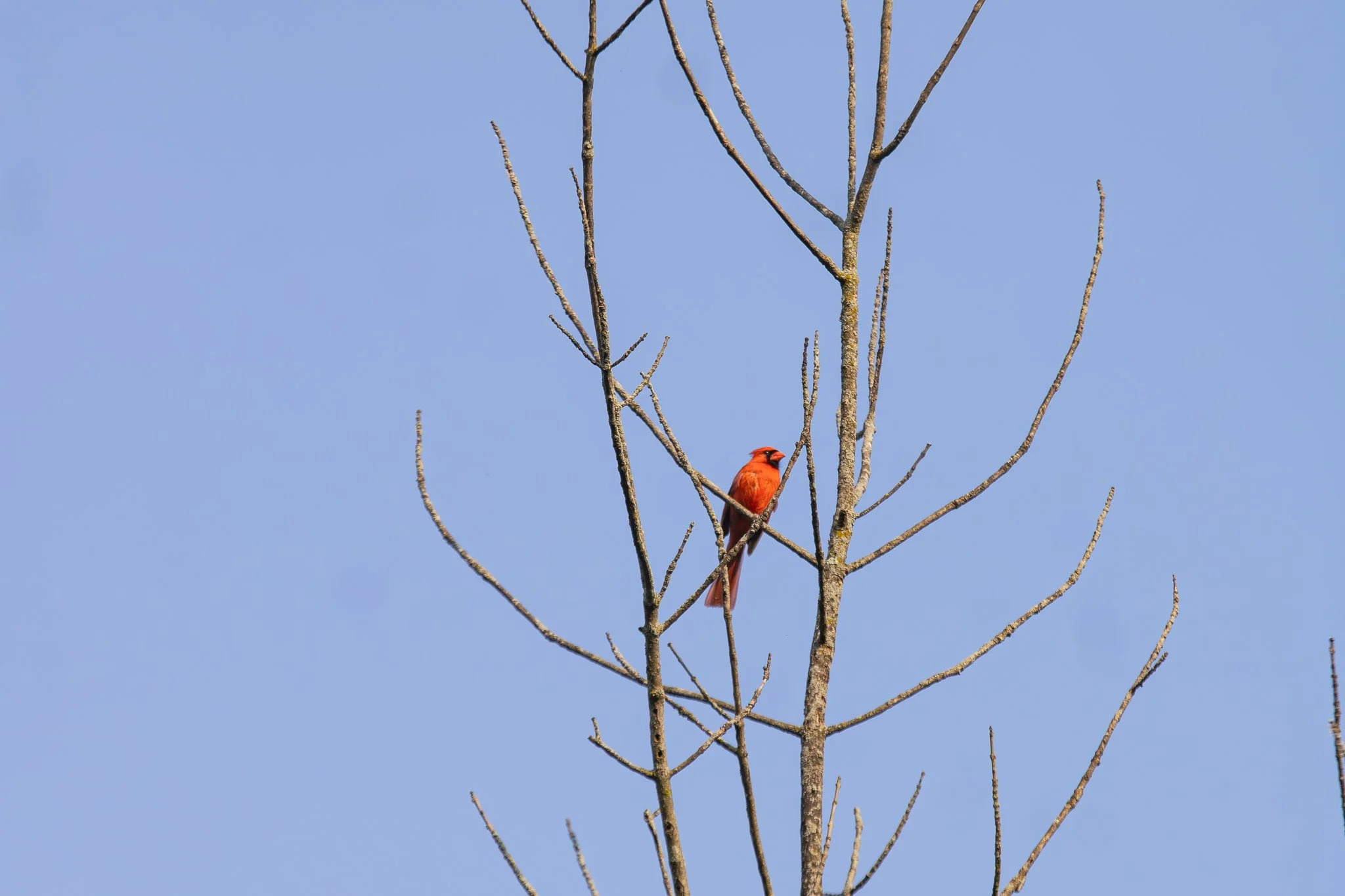 A red bird perched on a leafless tree branch against a clear blue sky.