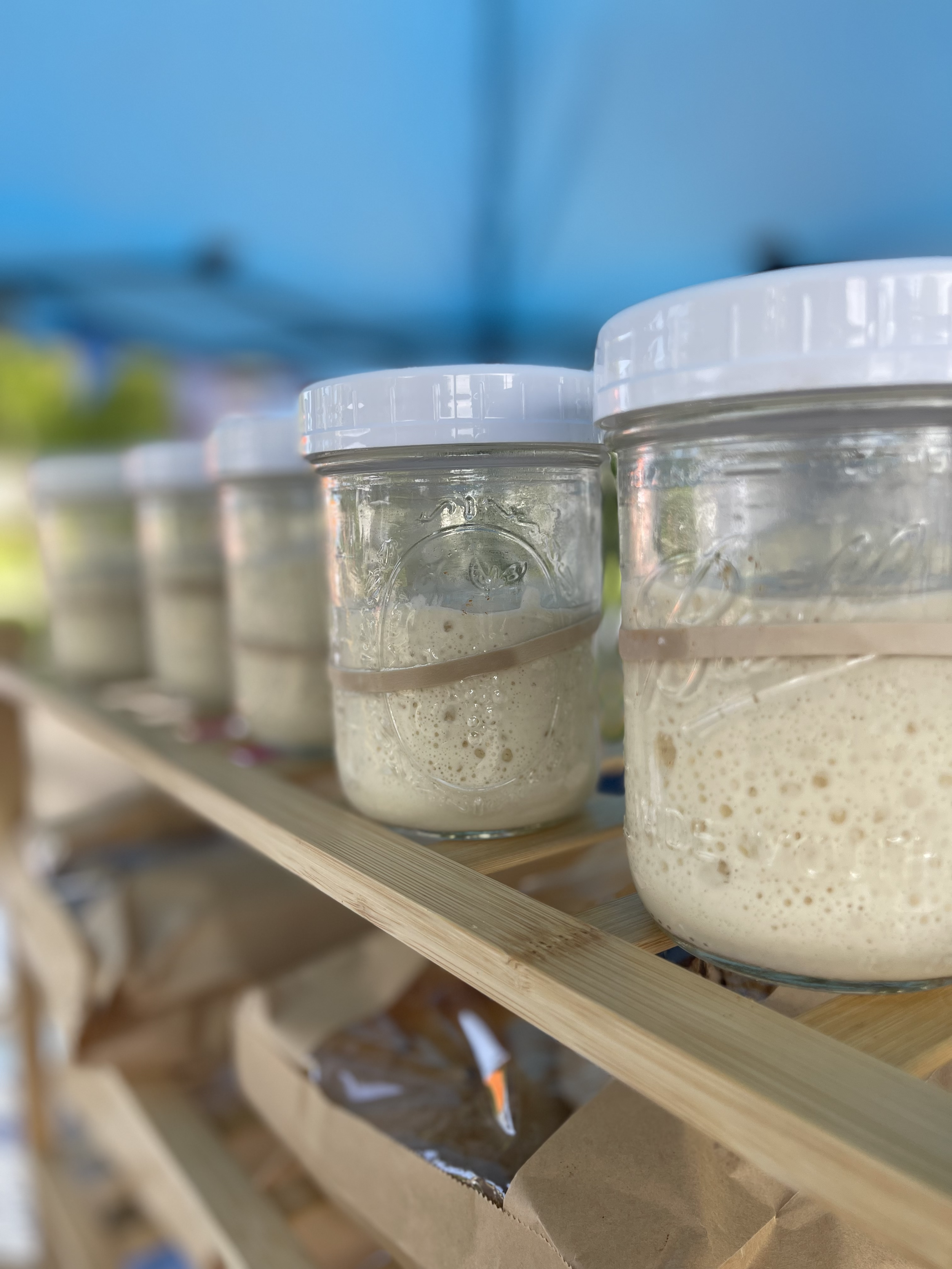 Sourdough Starter.png