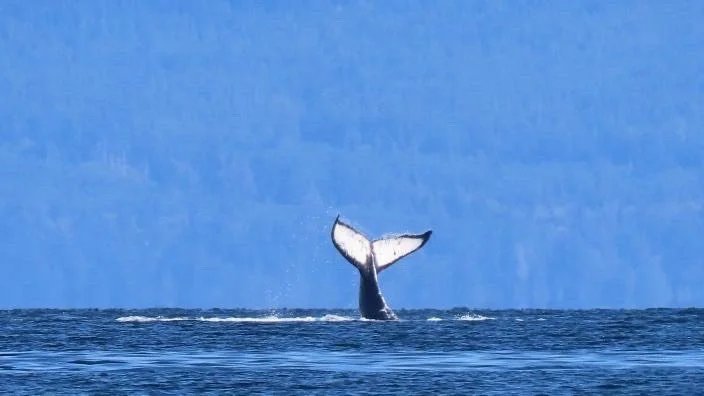 Humpbacks of Hornby: History and Update
