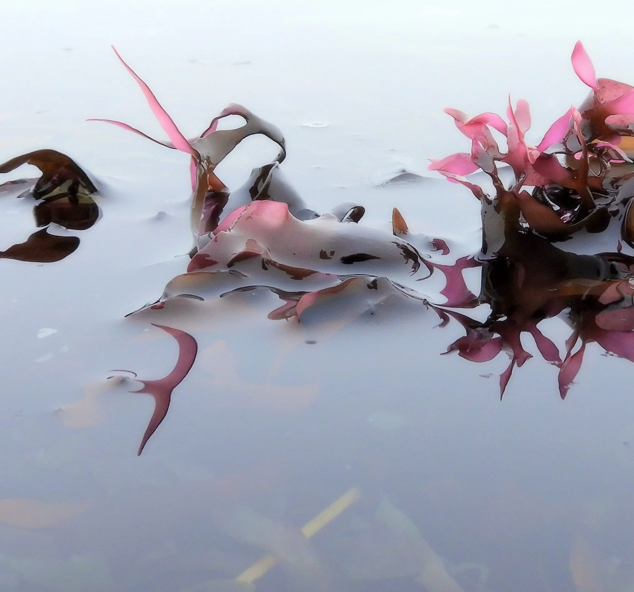 Seaweed Pressing Workshop