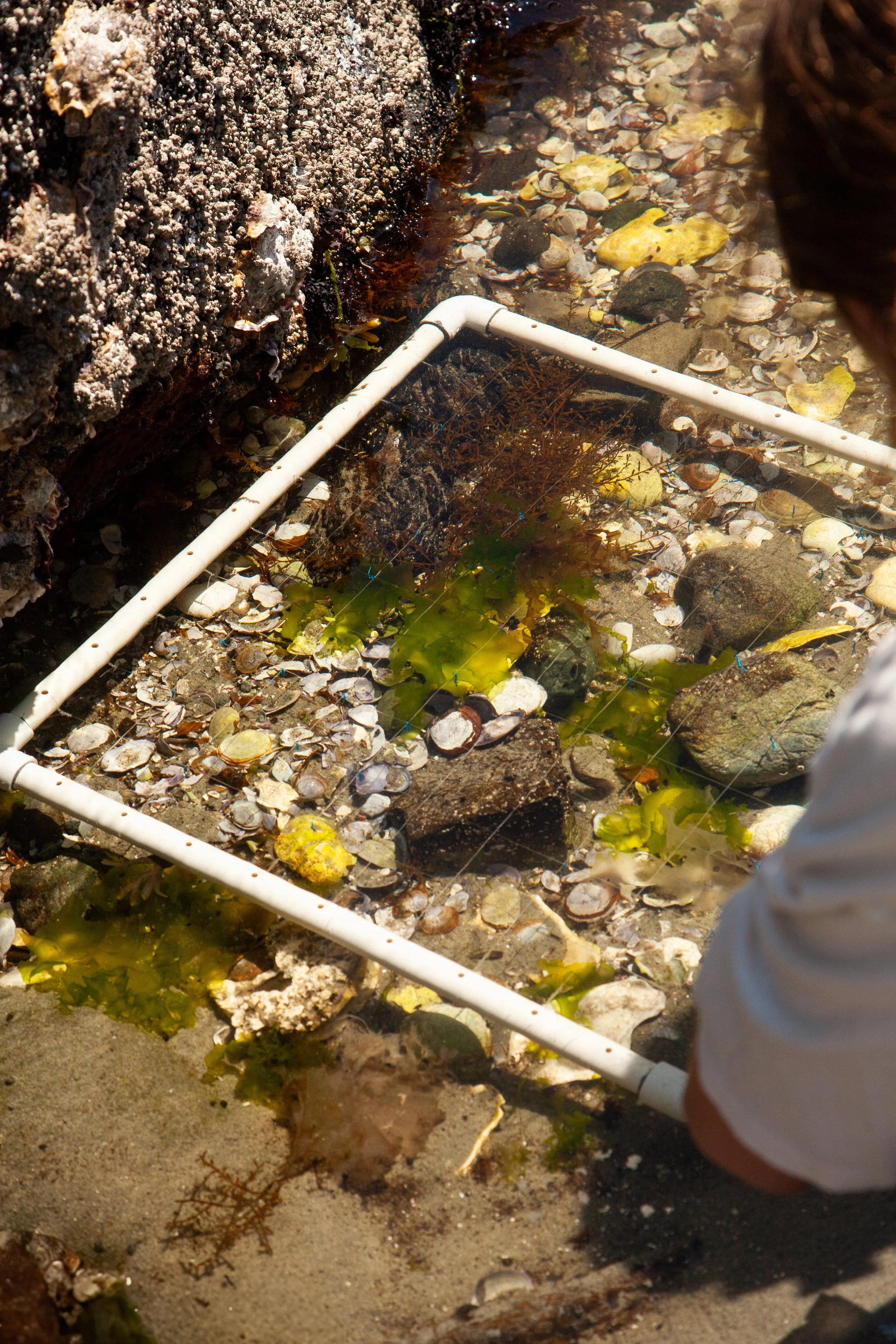 Citizen Science Job Opportunity