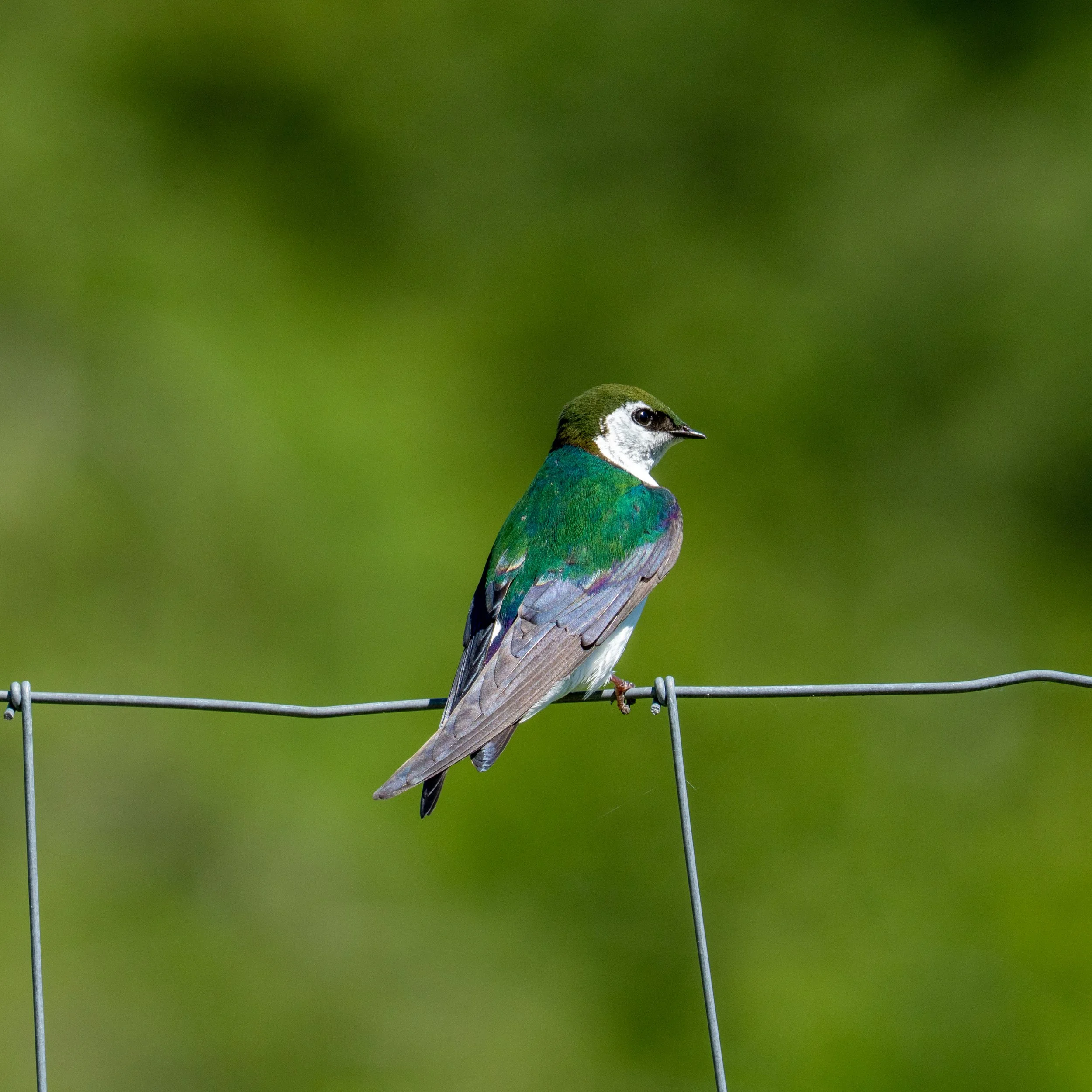 The Swallows Have Returned
