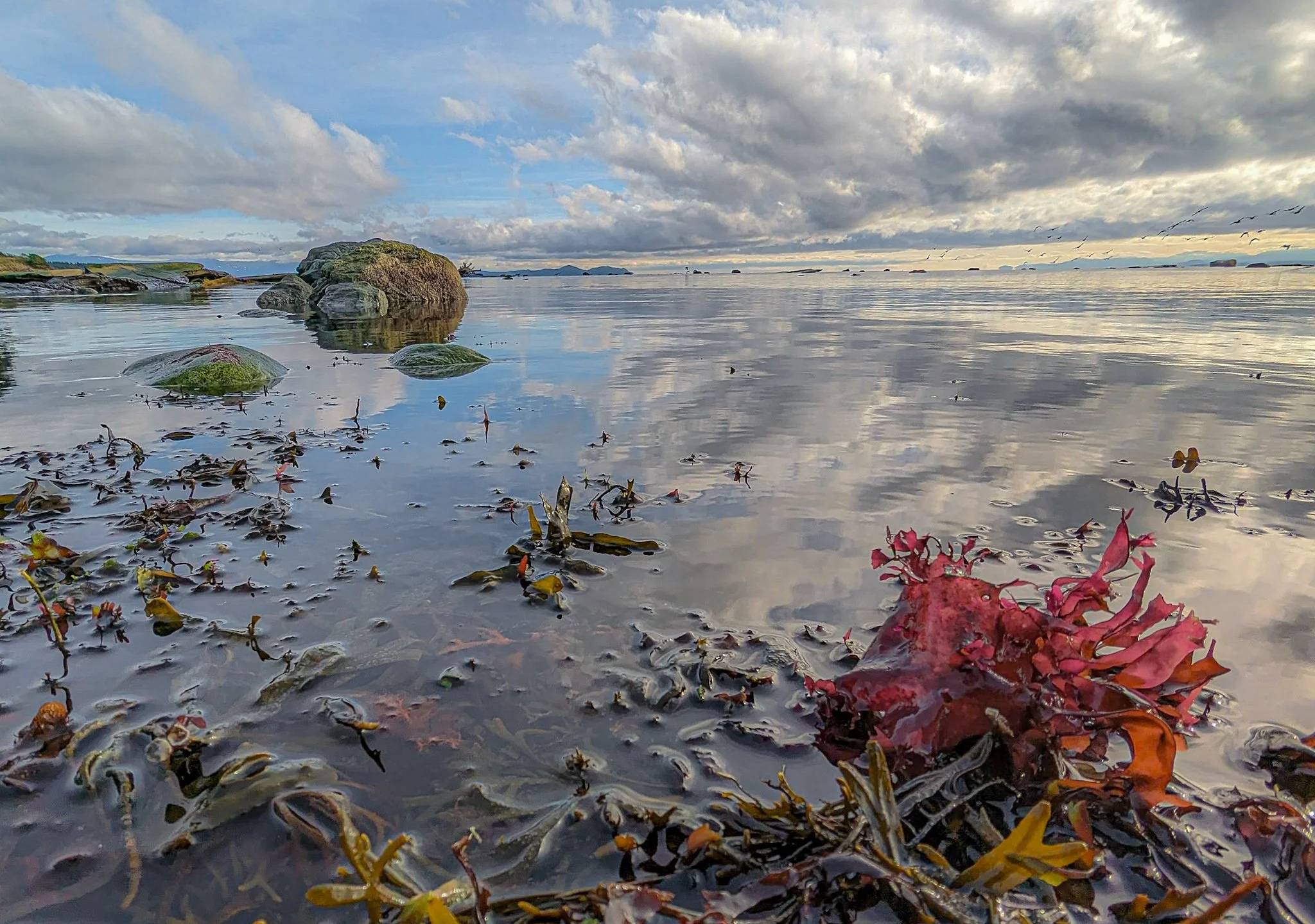 The Art of Sea-ing