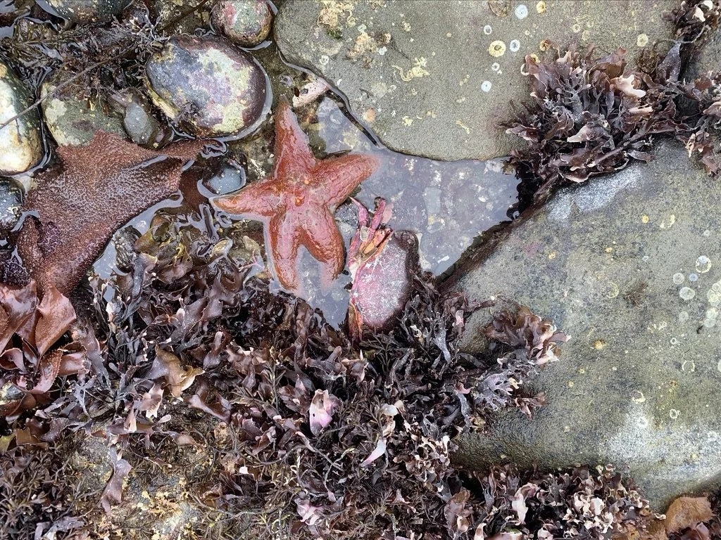 The Big Seaweed Search       Community Presentation