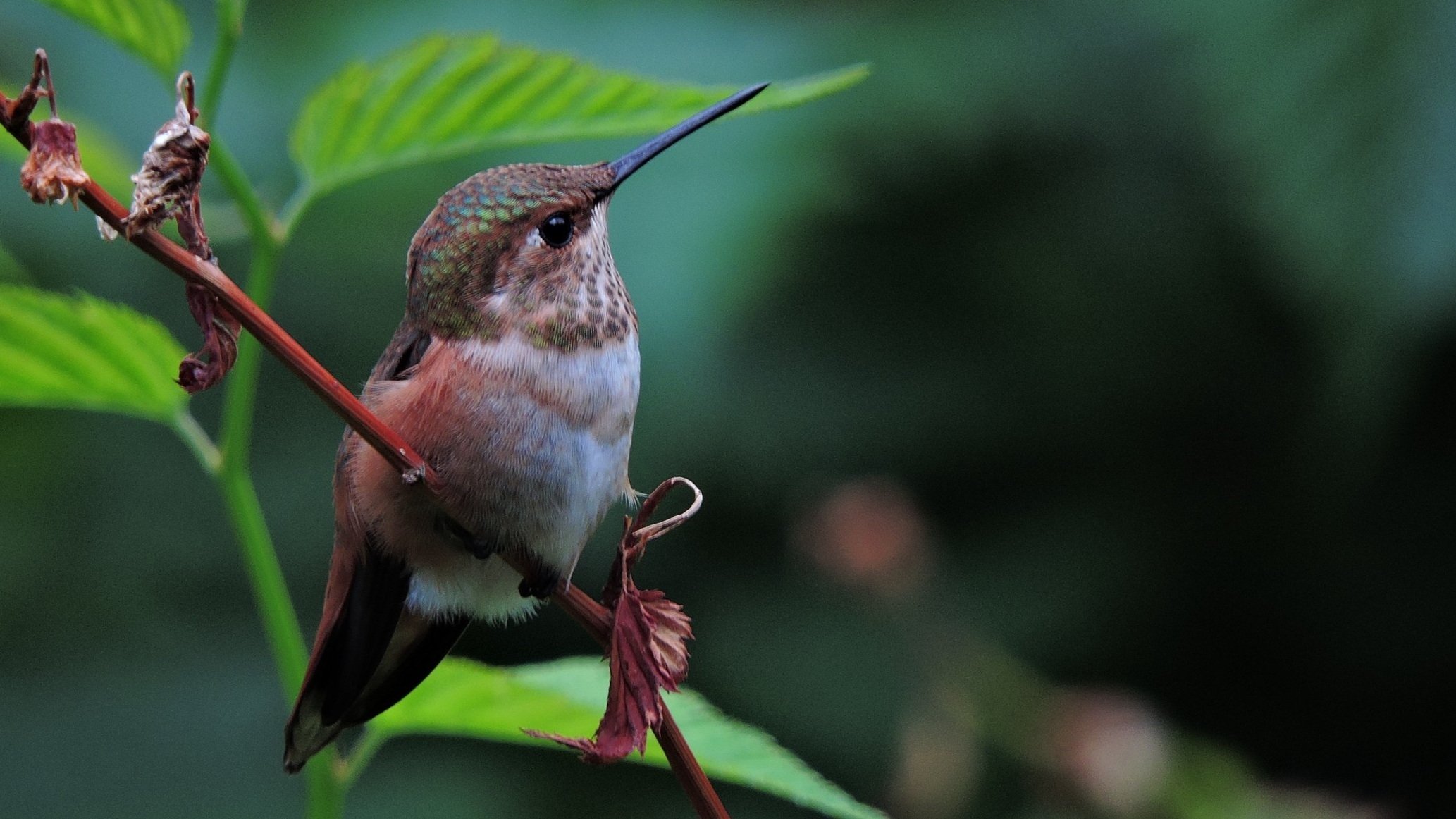 Morning Birds with Daniel Donneke and Neil Wilson